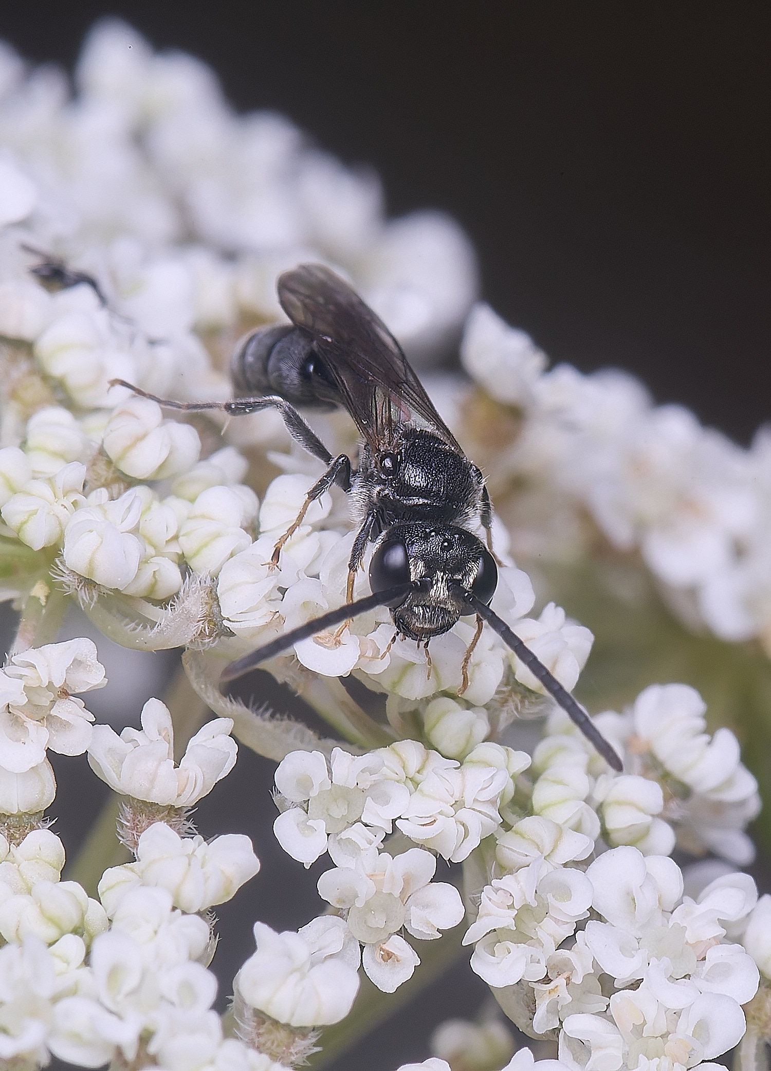 HanworthWasp2210725-2