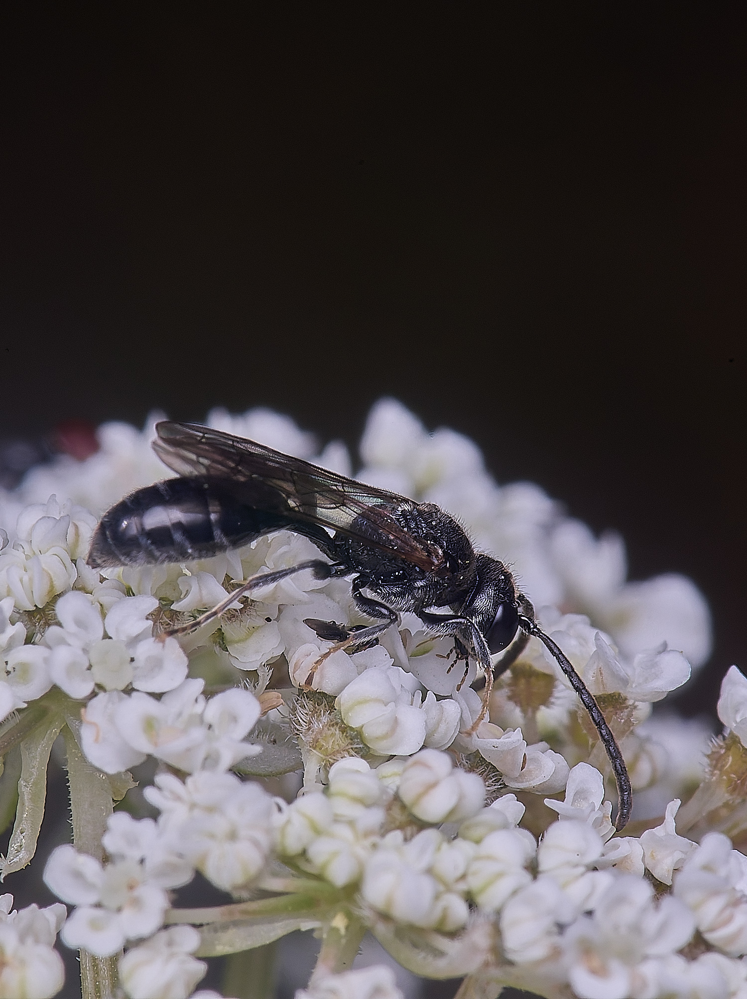 HanworthWasp2210725-3