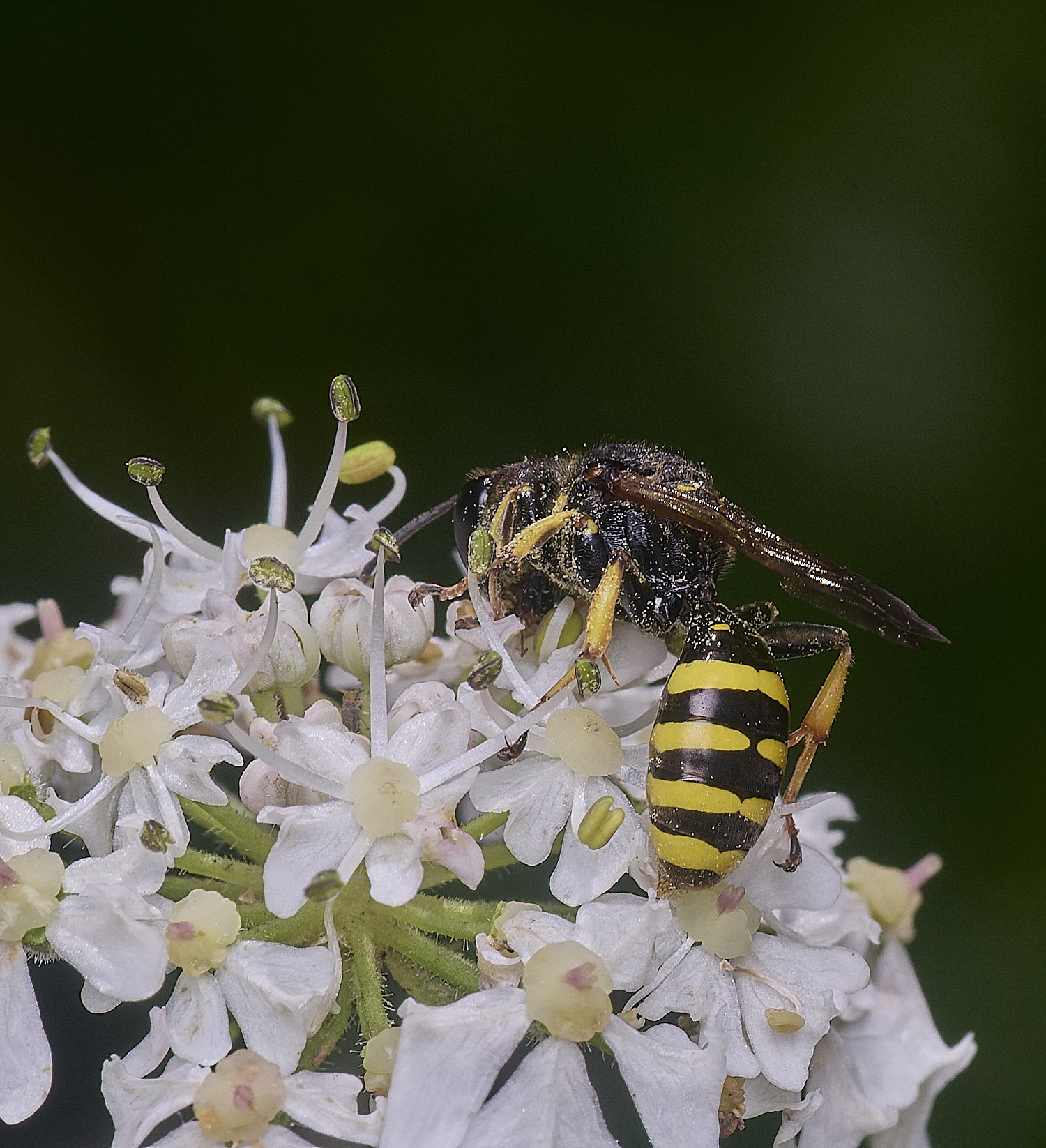 HanworthWasp2250725-1