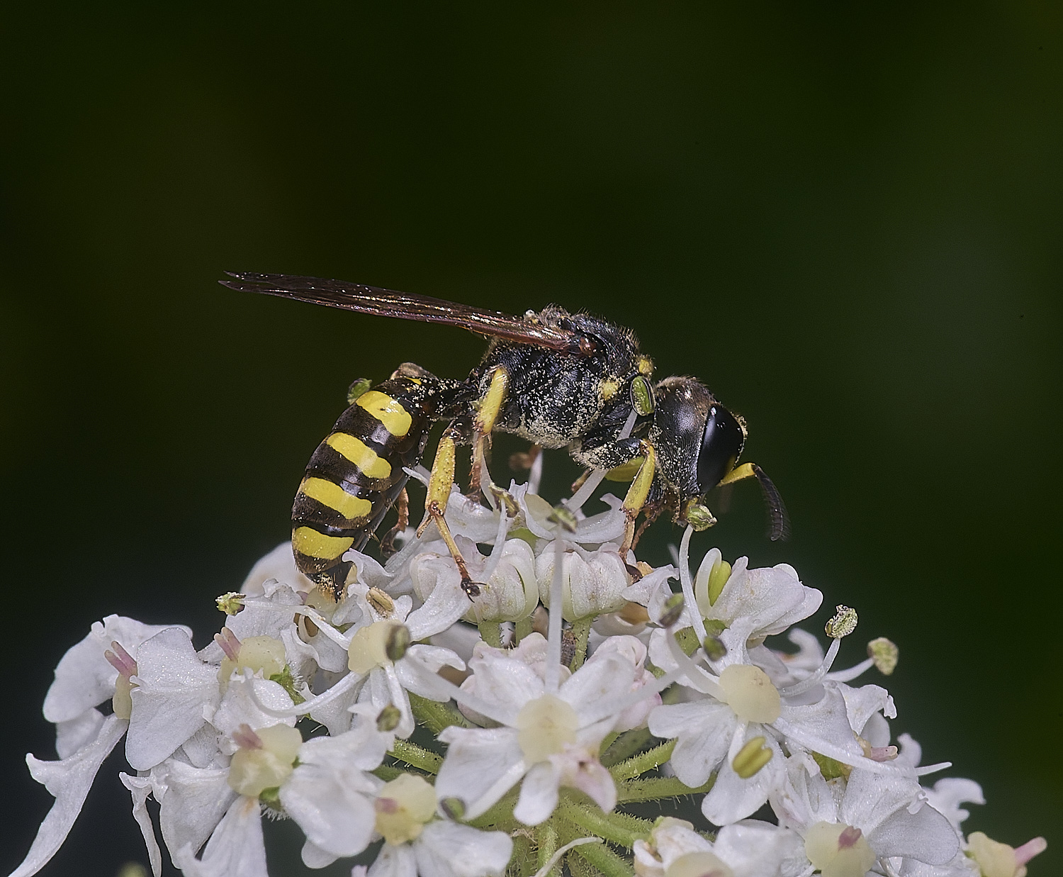 HanworthWasp2250725-2