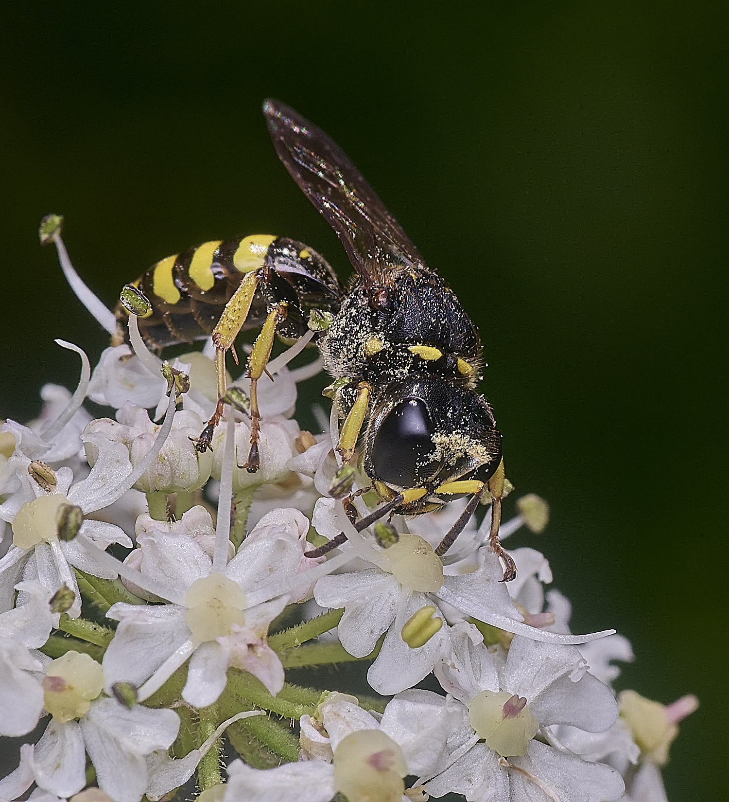 HanworthWasp2250725-4