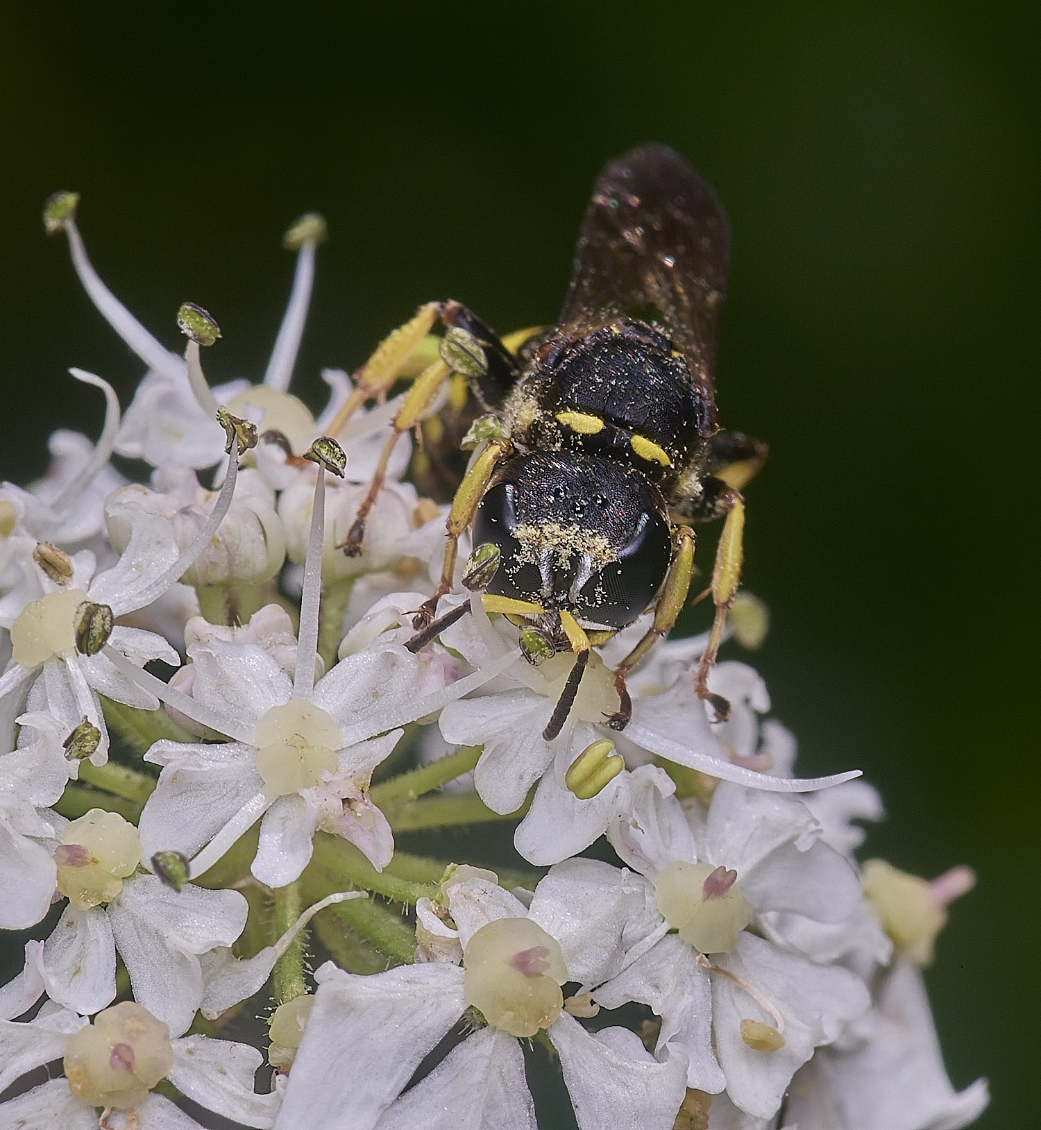 HanworthWasp2250725-5