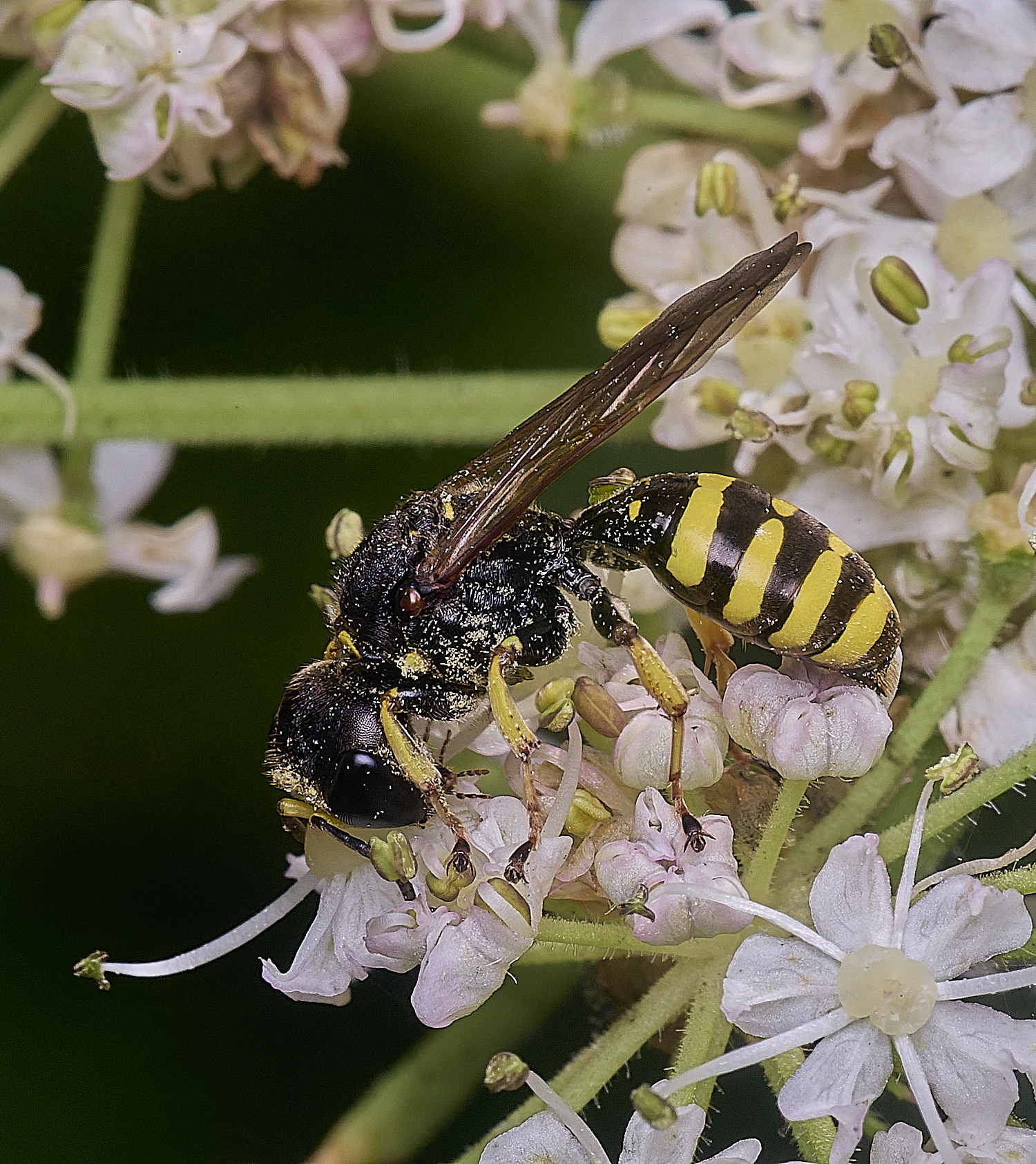 HanworthWasp2250725-6