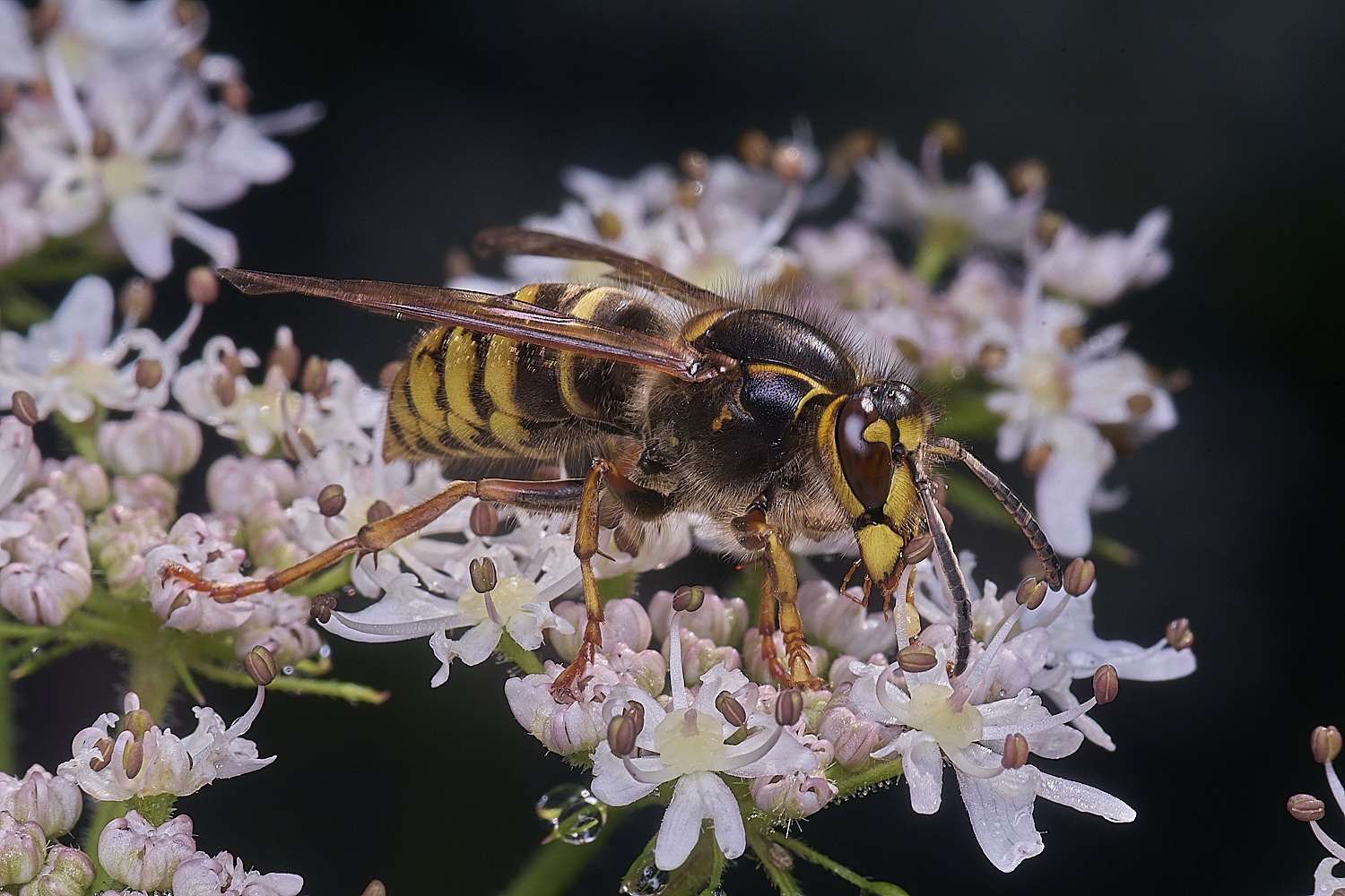 HanworthWasp250725-1