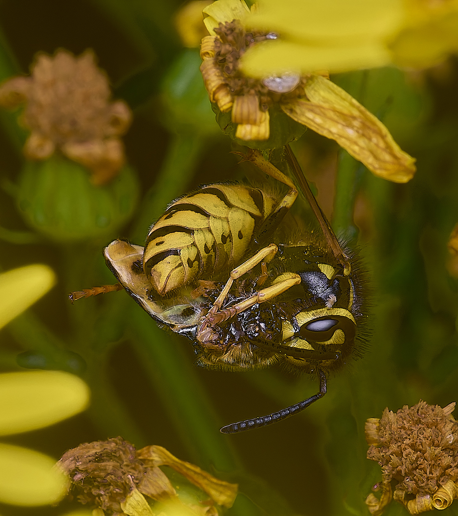 HanworthWaspHover180725-1