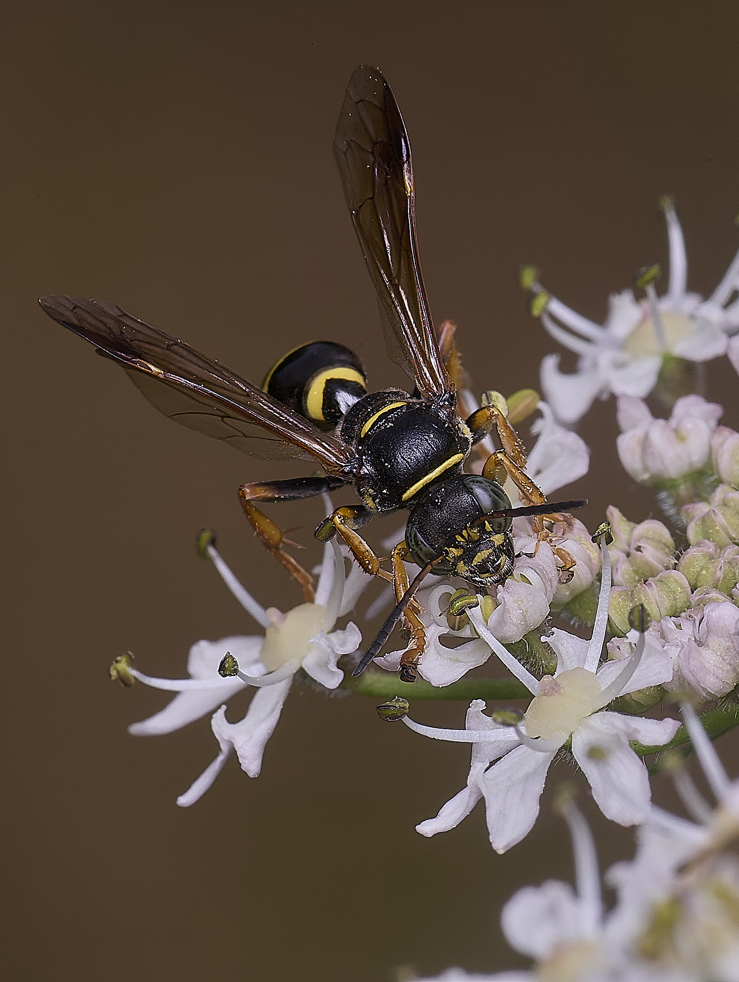 HanworthWaspSp200725-