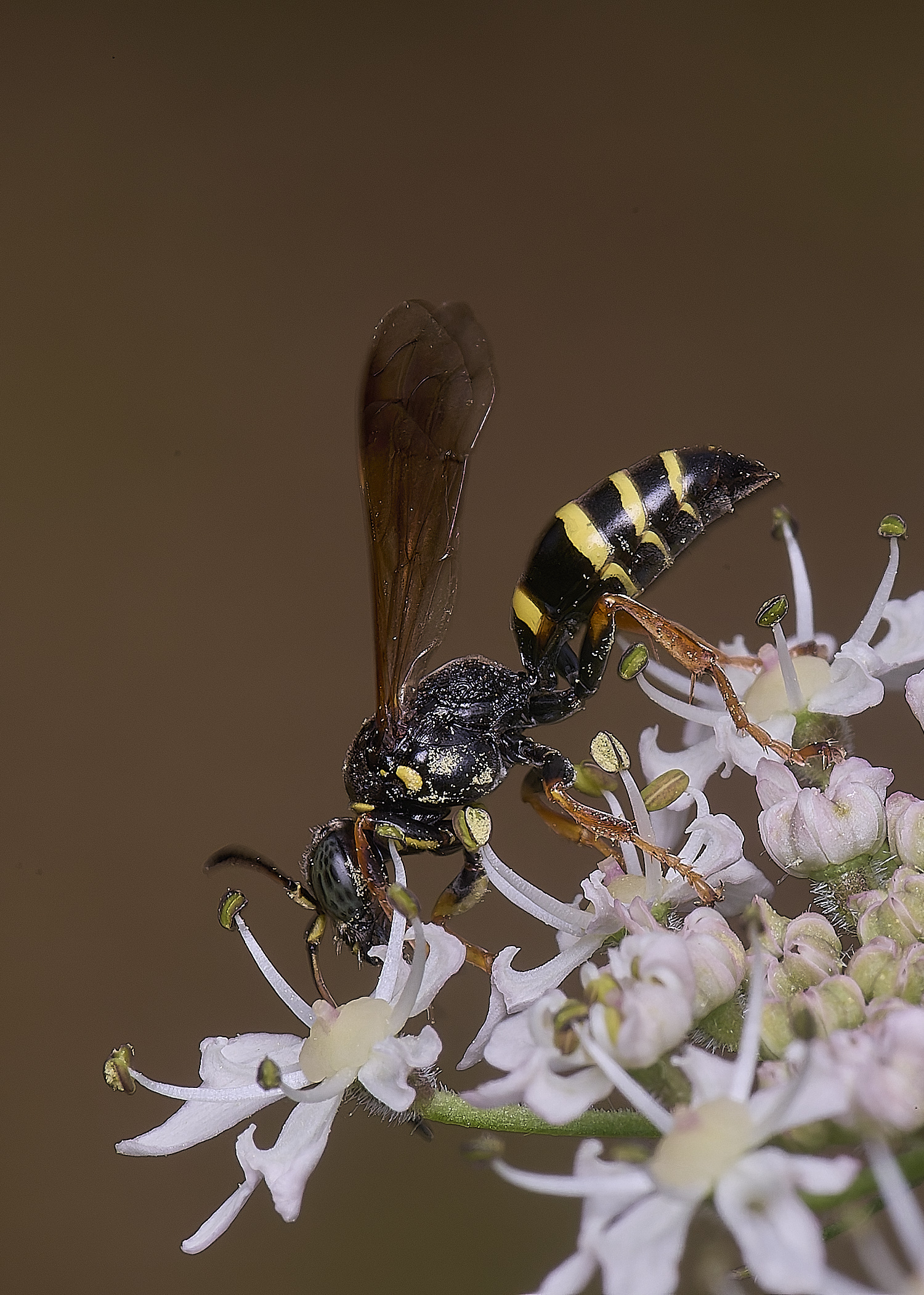 HanworthWaspSp200725-2