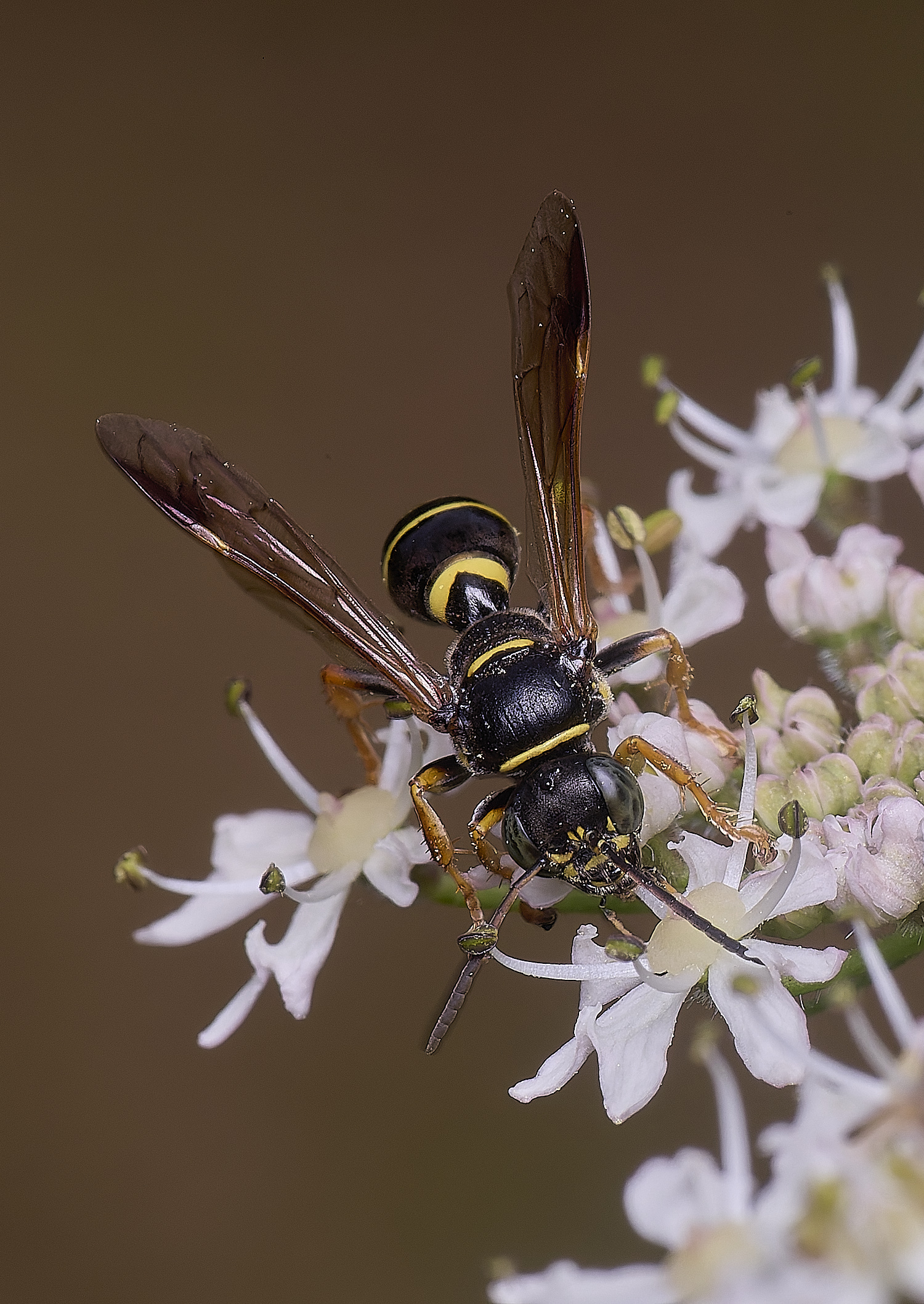 HanworthWaspSp200725-4