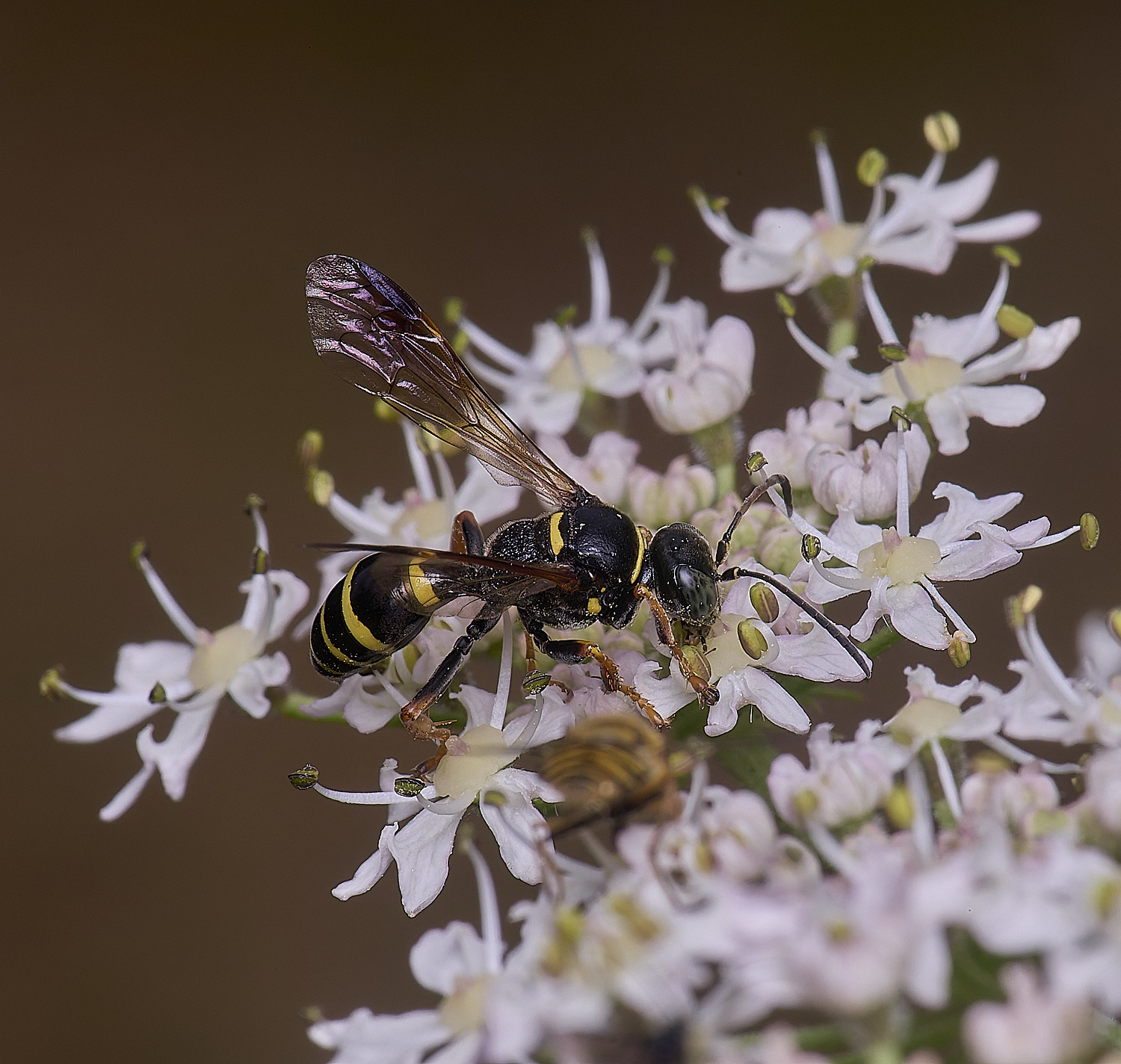 HanworthWaspSp200725-5