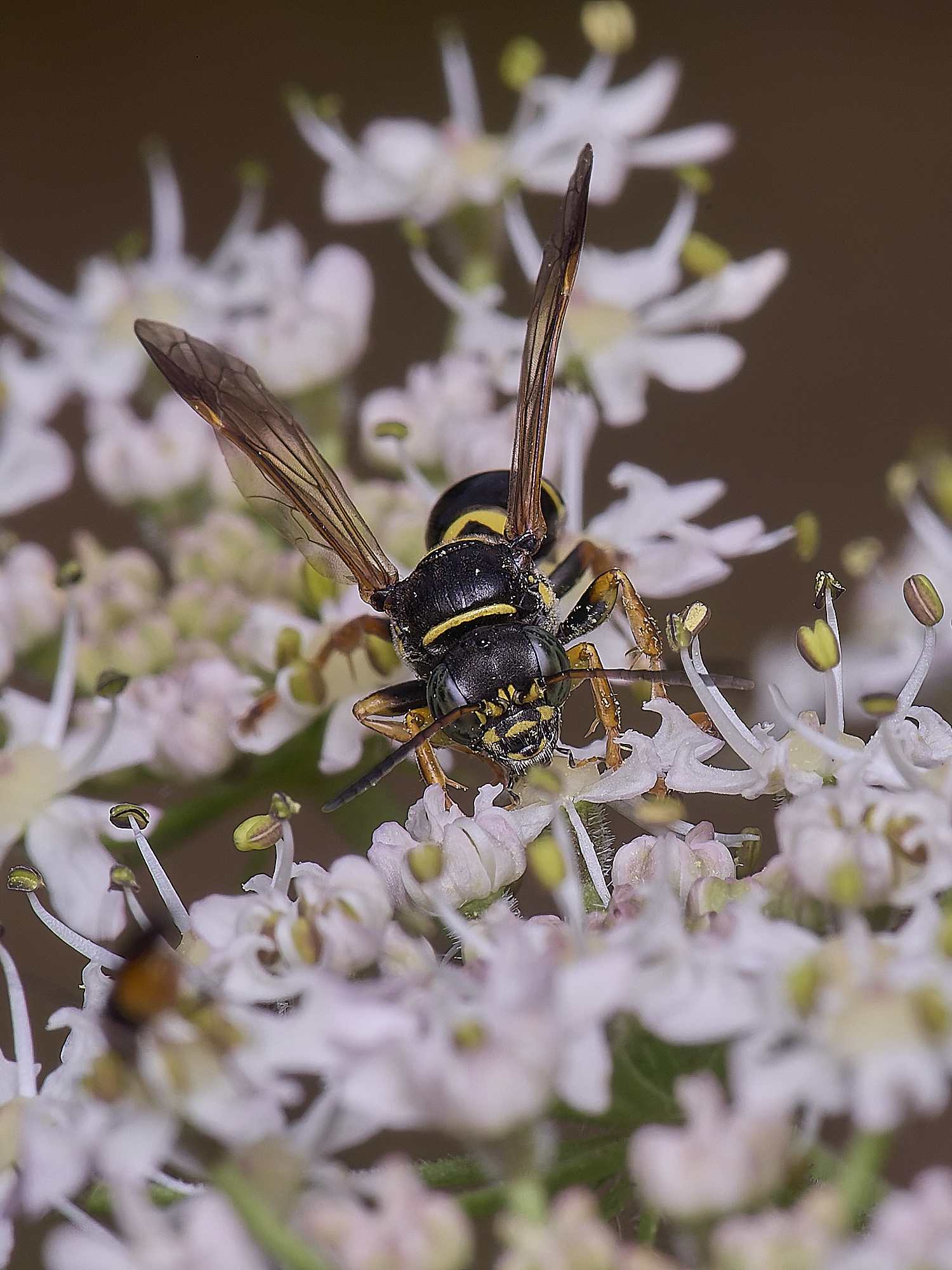 HanworthWaspSp200725-6