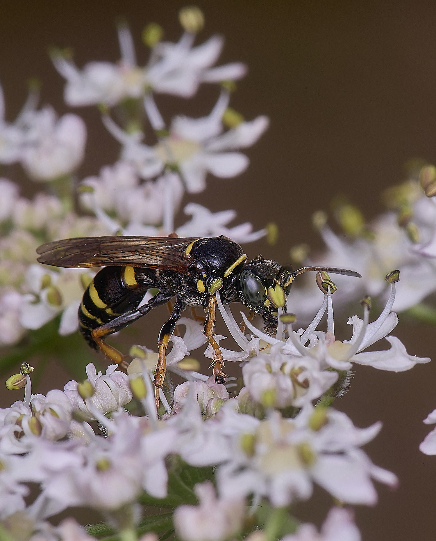 HanworthWaspSp200725-7