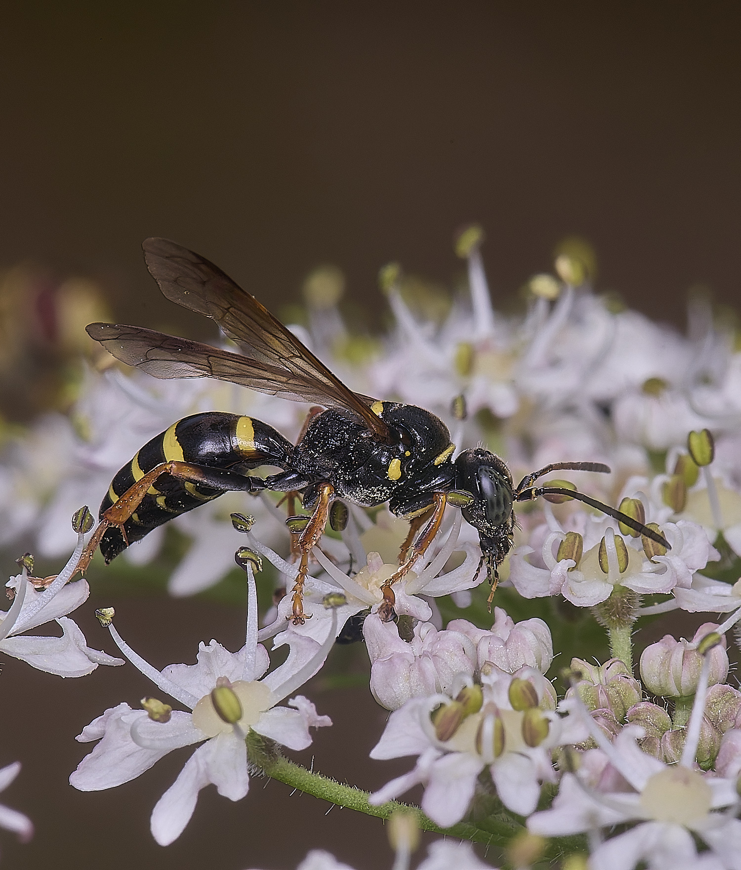 HanworthWaspSp200725-8