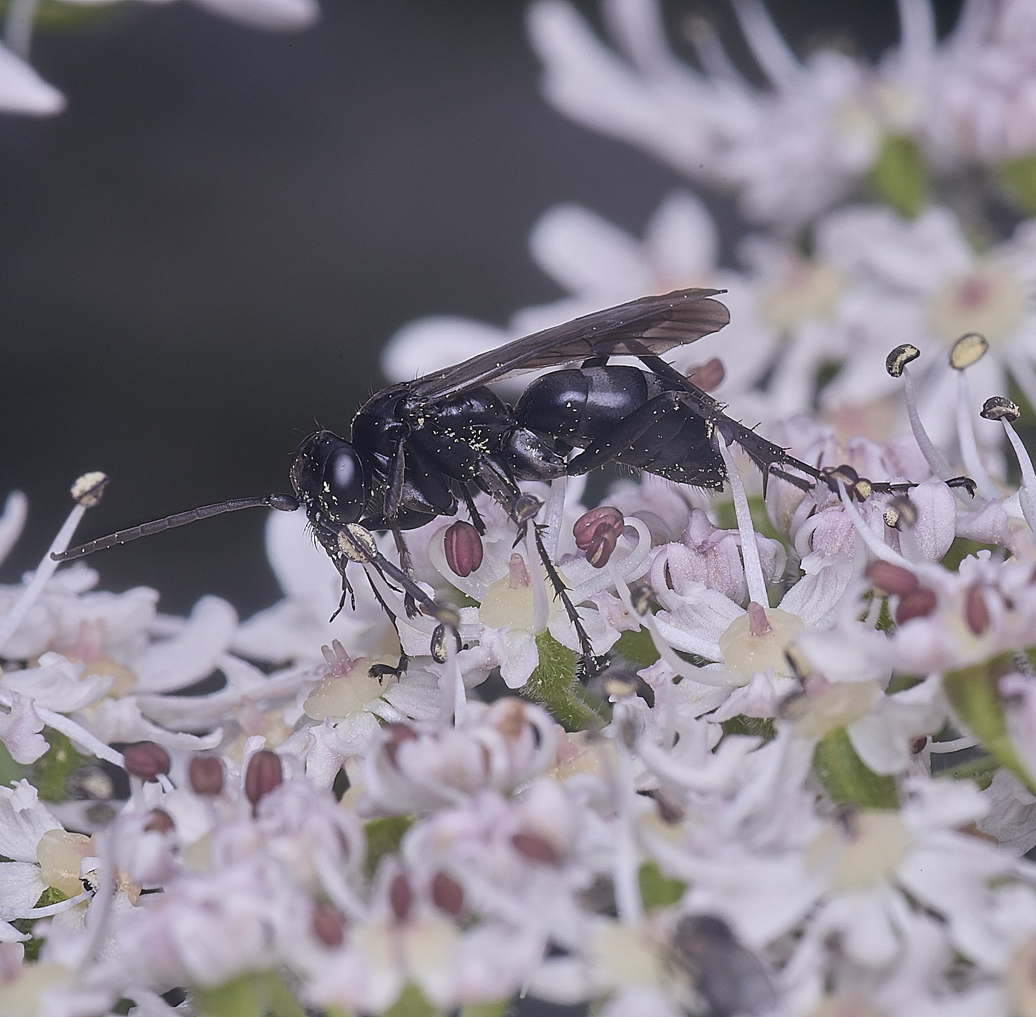 HanworthWaspSp250725-1