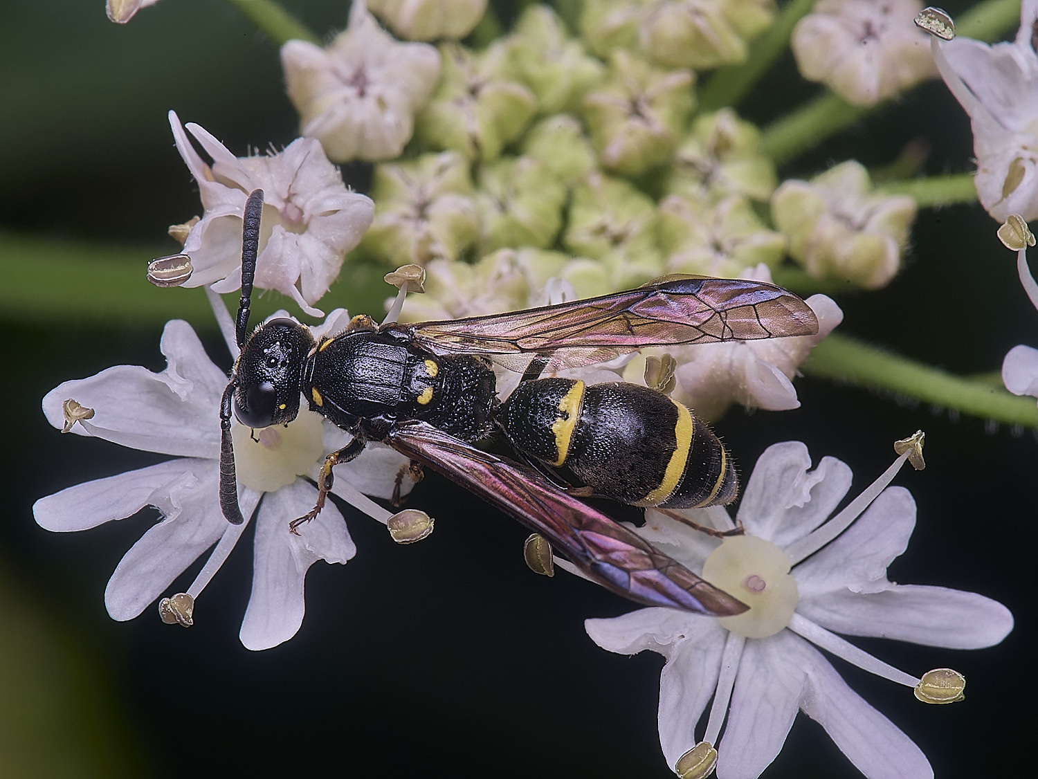 HanworthWillowMasonWasp190724-2