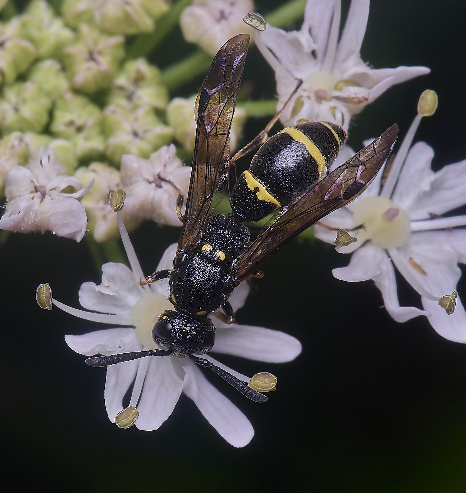 HanworthWillowMasonWasp190724-3