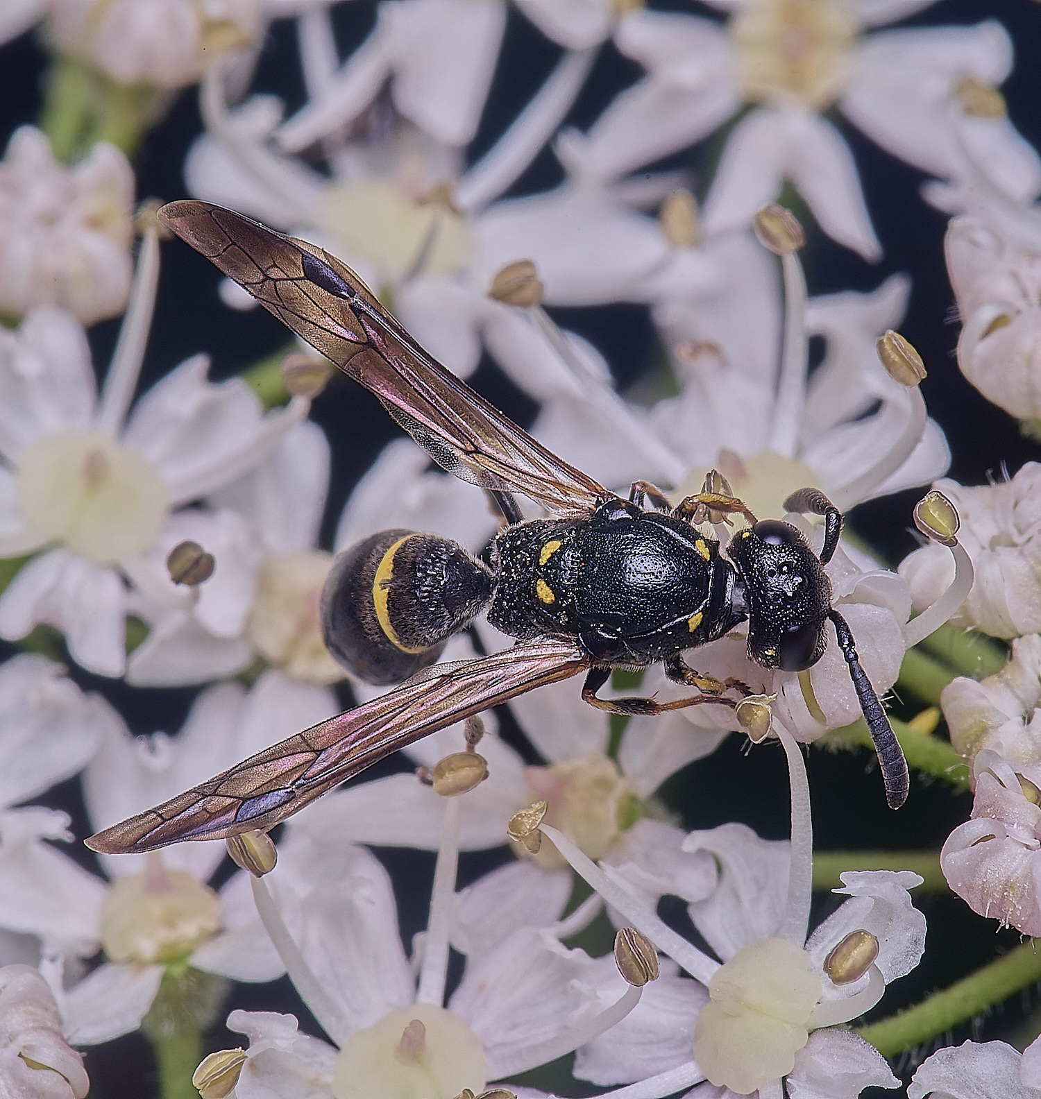 HanworthWillowMasonWasp190724-5