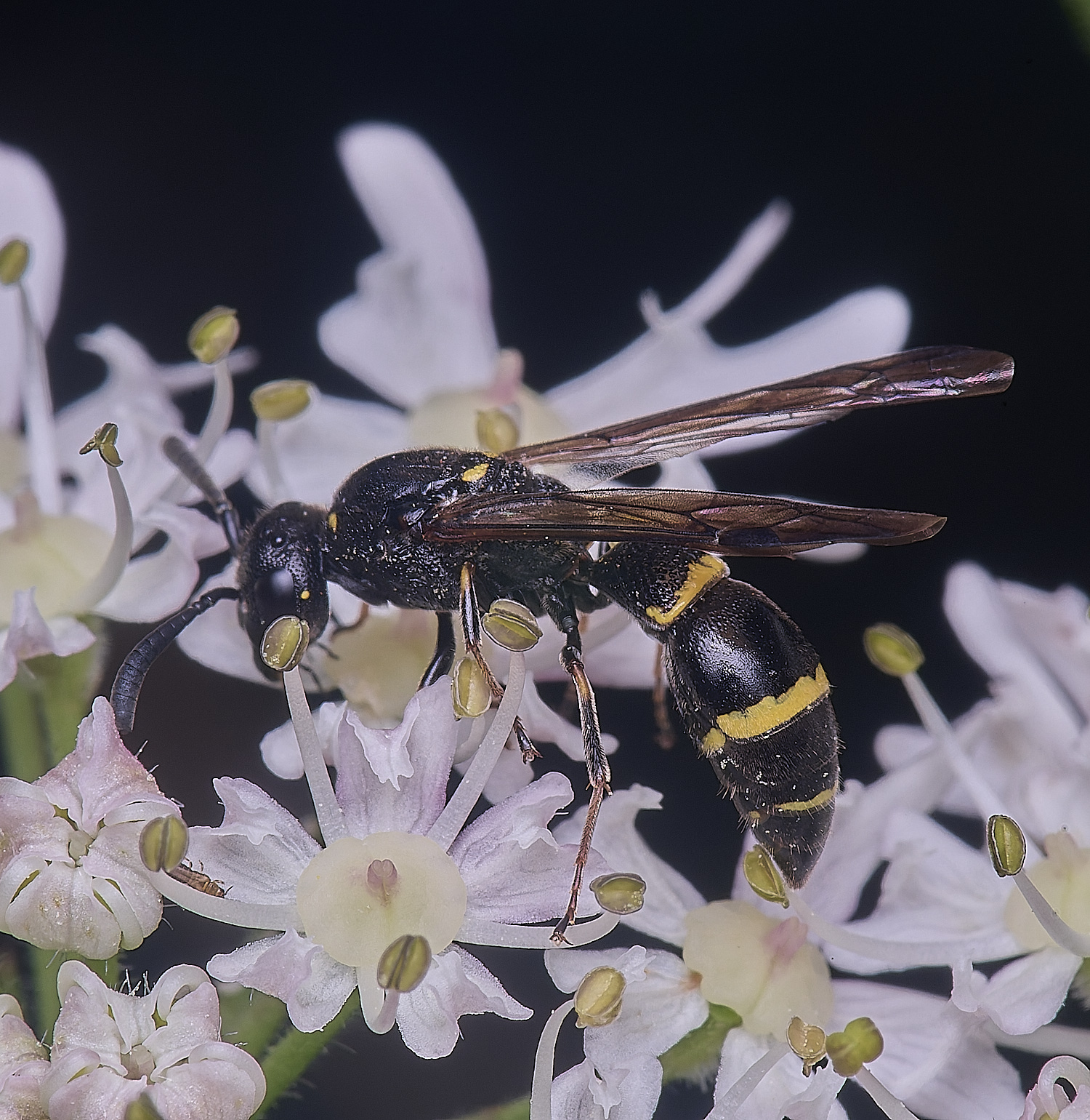 HanworthWillowMasonWasp190724-6