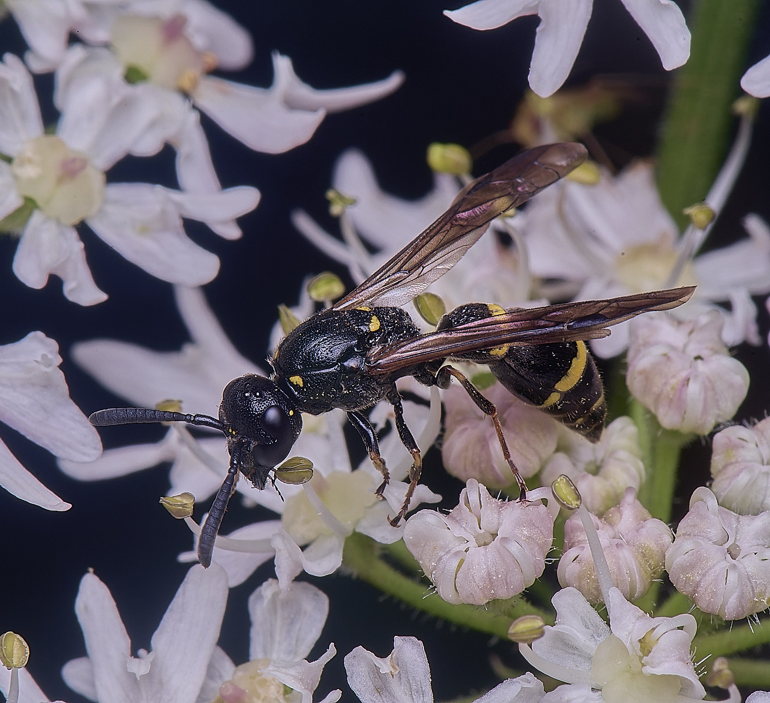 HanworthWillowMasonWasp190724-8