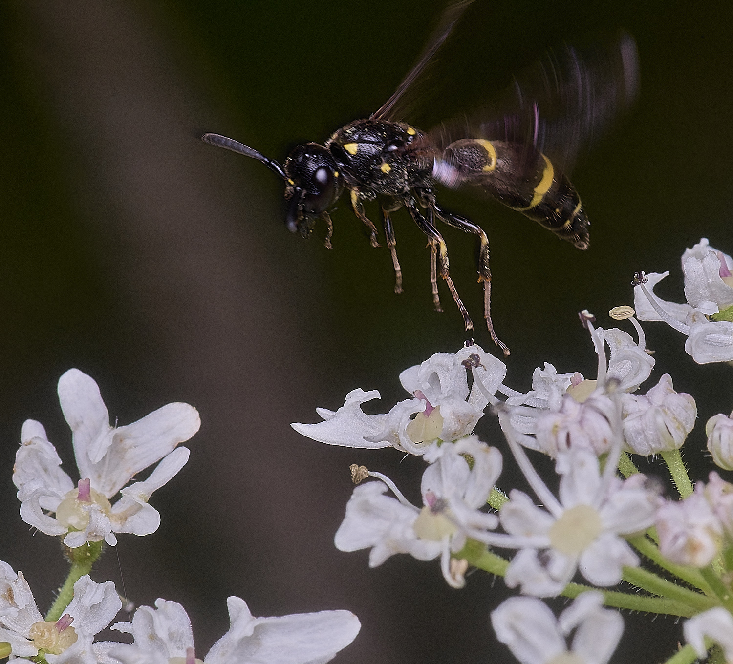 HanworthWillowMasonWasp260725-2