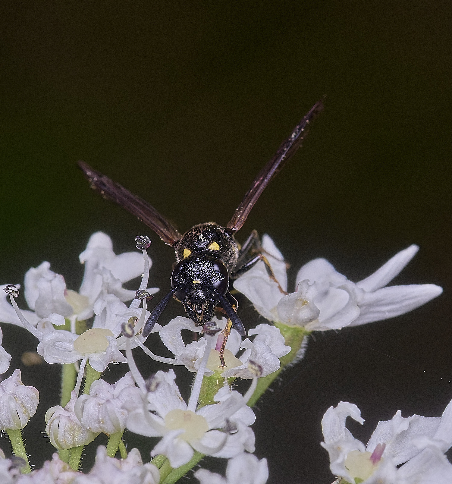 HanworthWillowMasonWasp260725-3