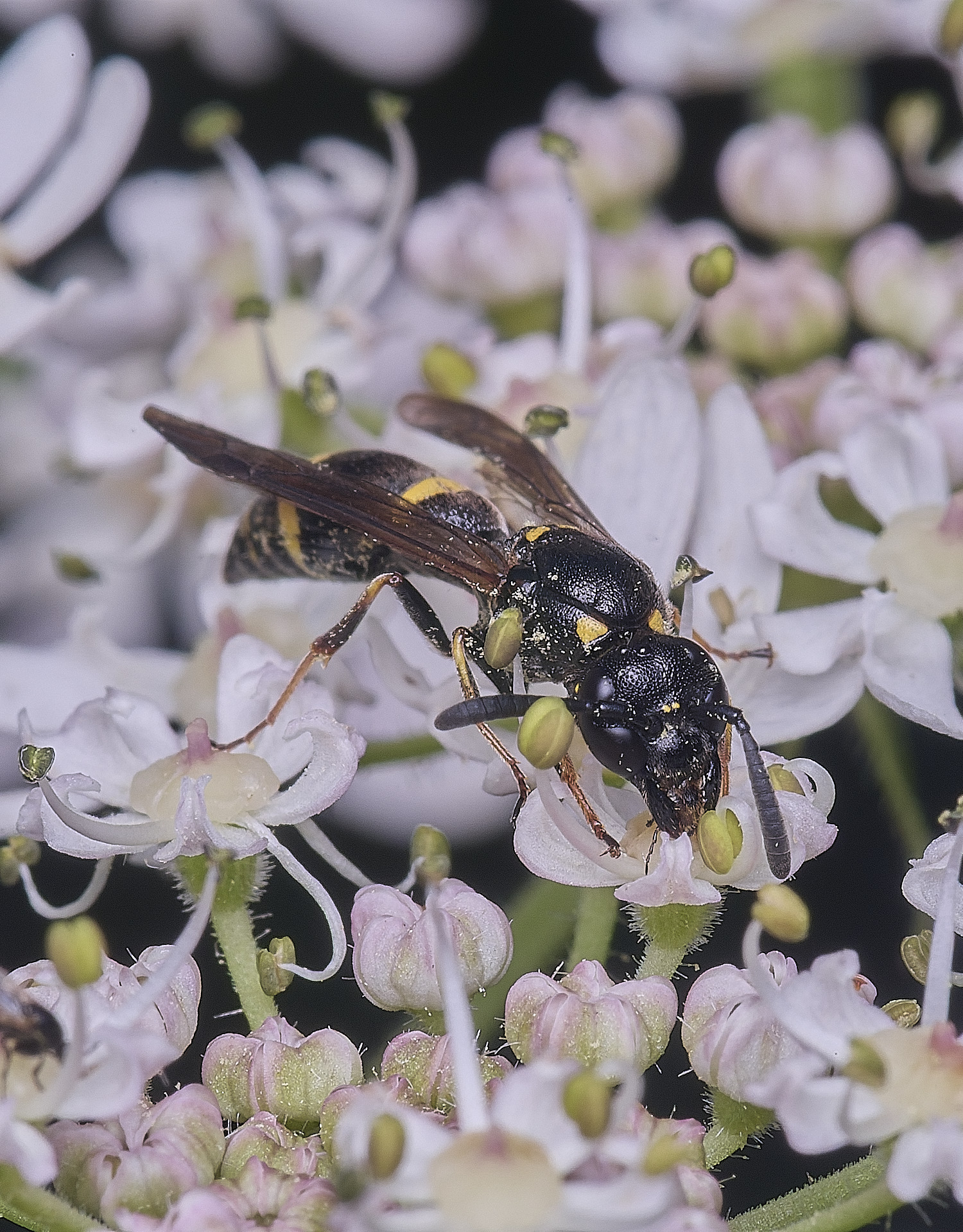 HanworthWillowMasonWasp300725-1