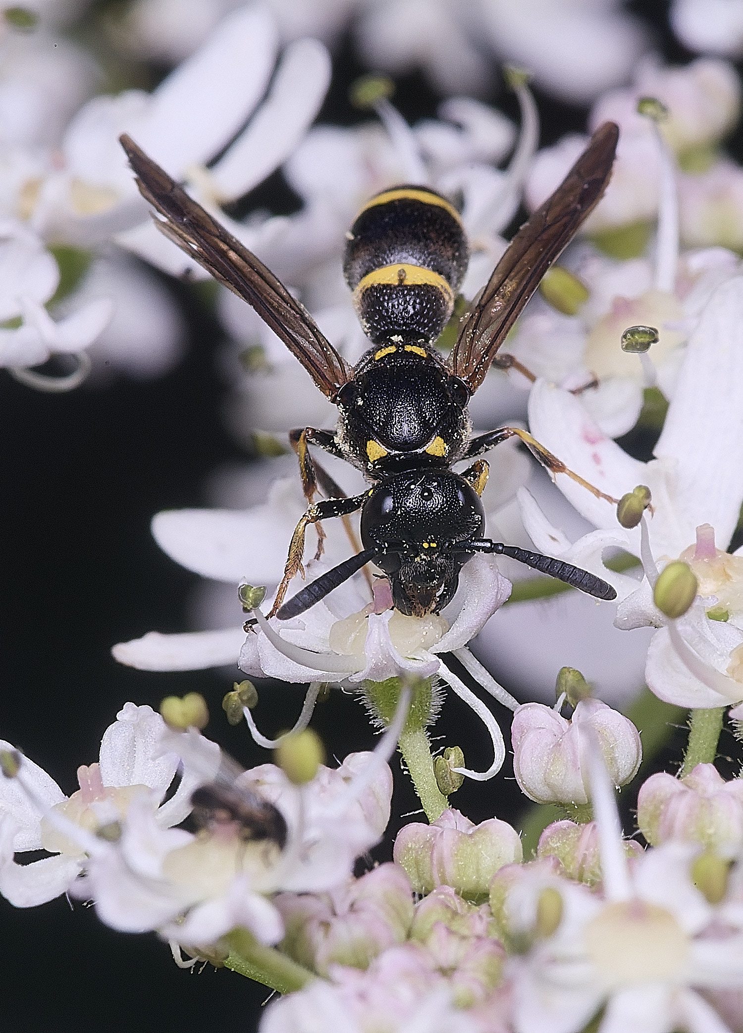 HanworthWillowMasonWasp300725-2