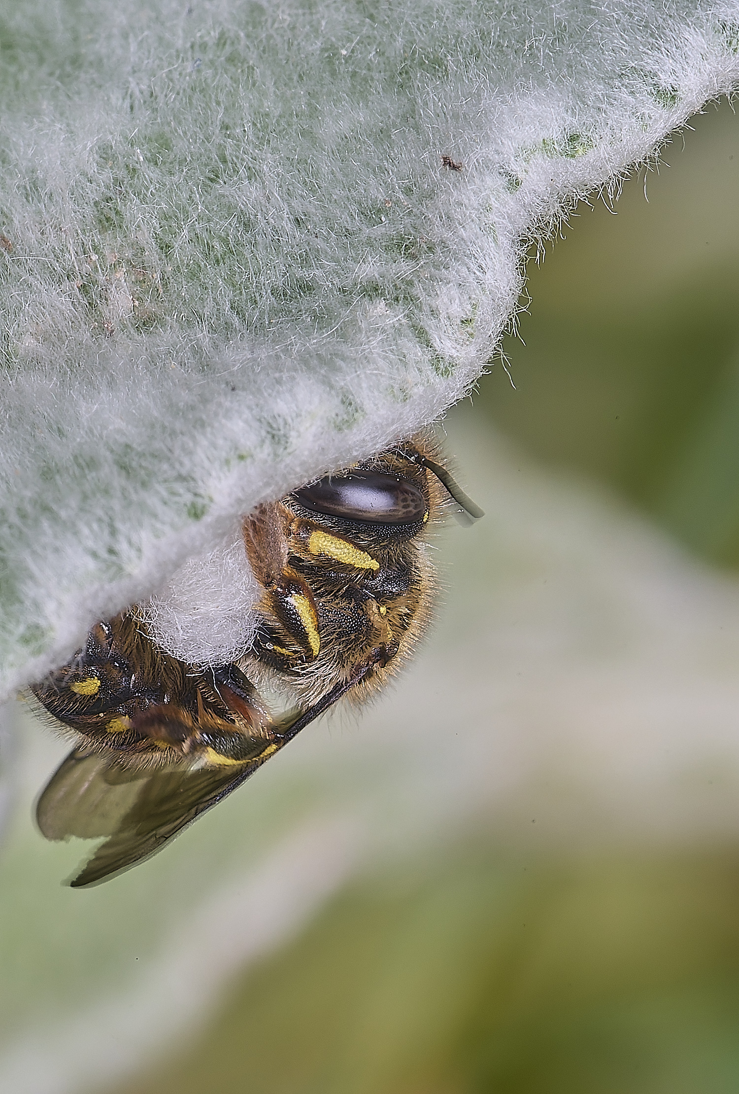 HanworthWoolCarderBee010725-1