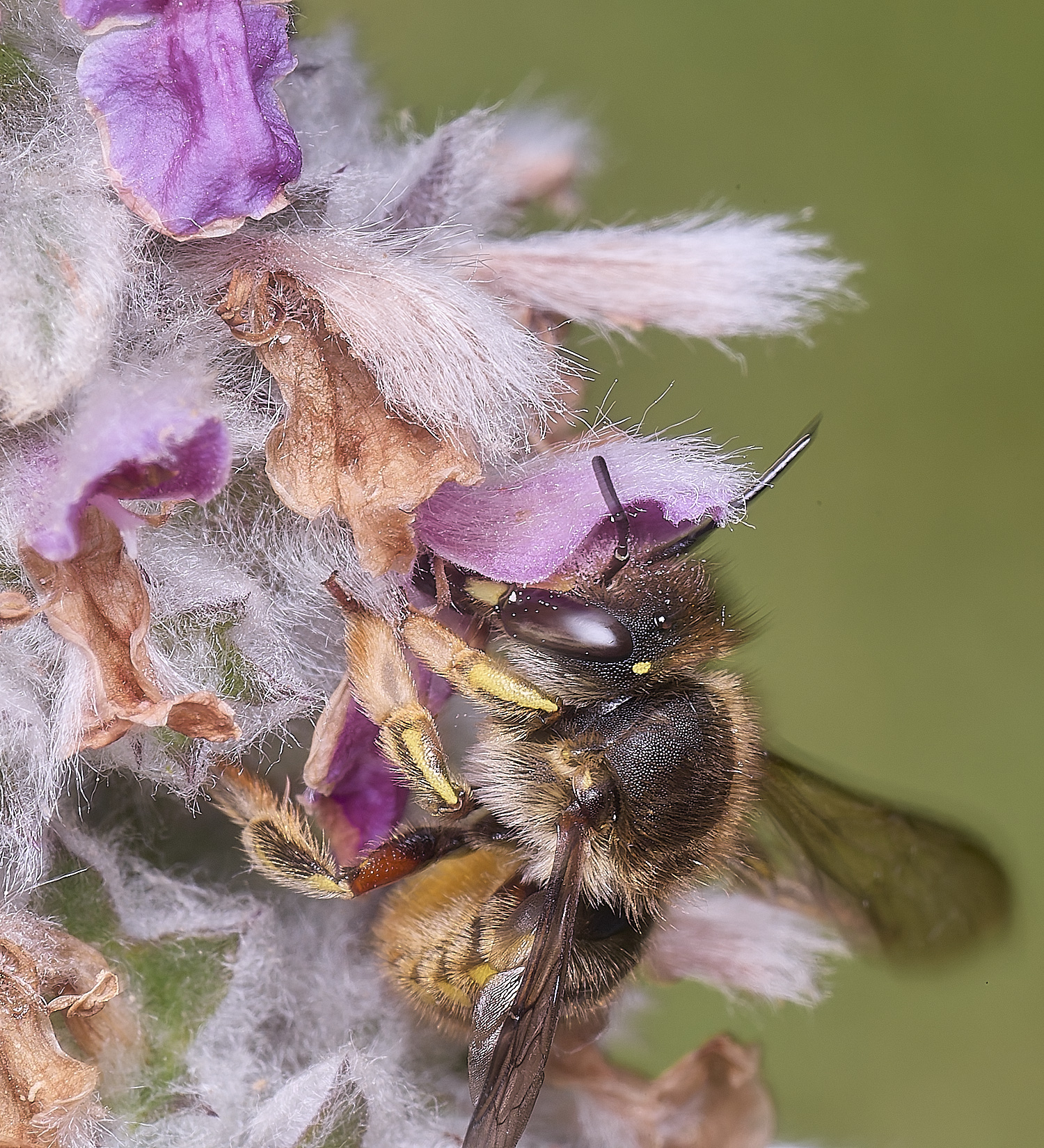 HanworthWoolCarderBee010725-10