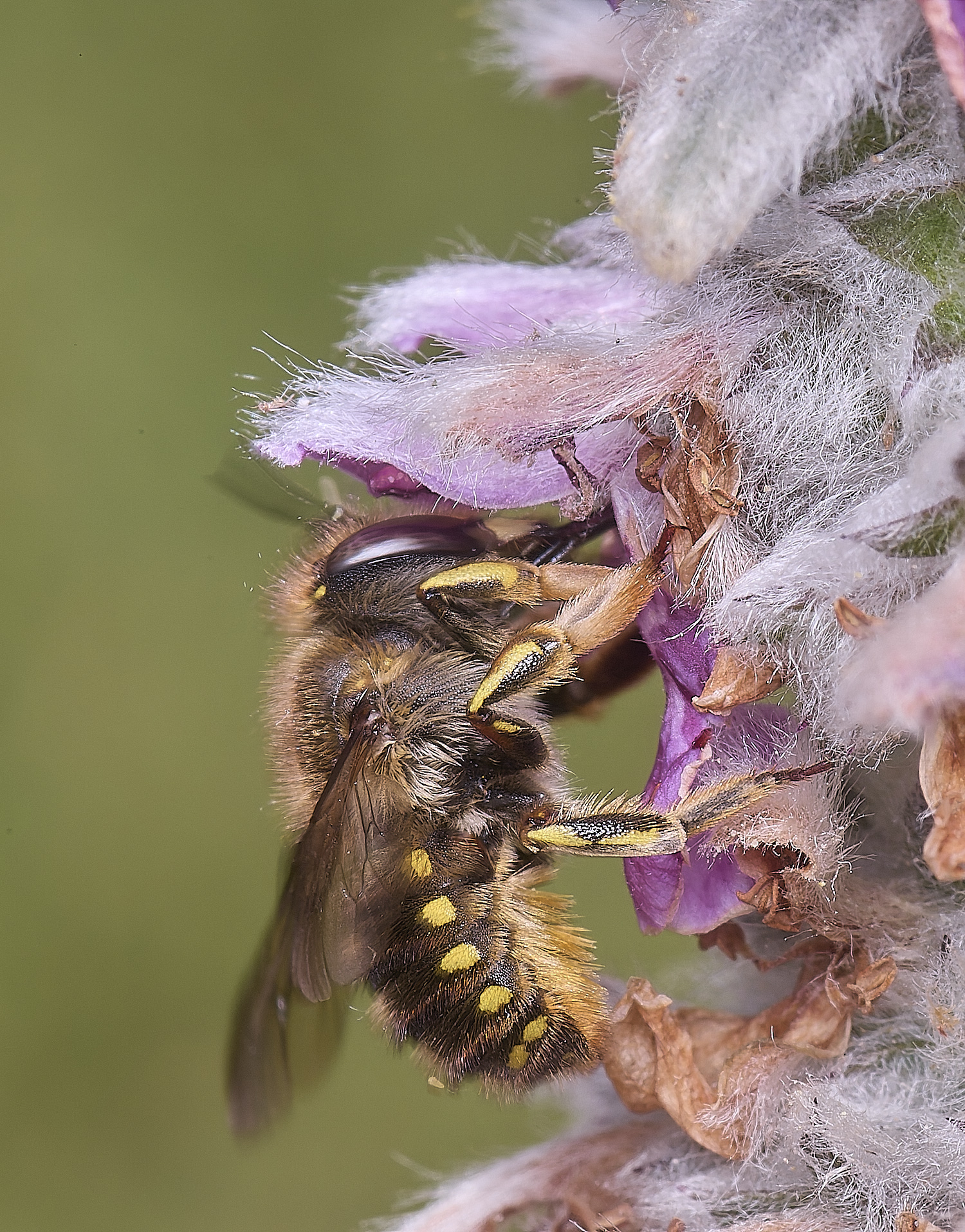 HanworthWoolCarderBee010725-2