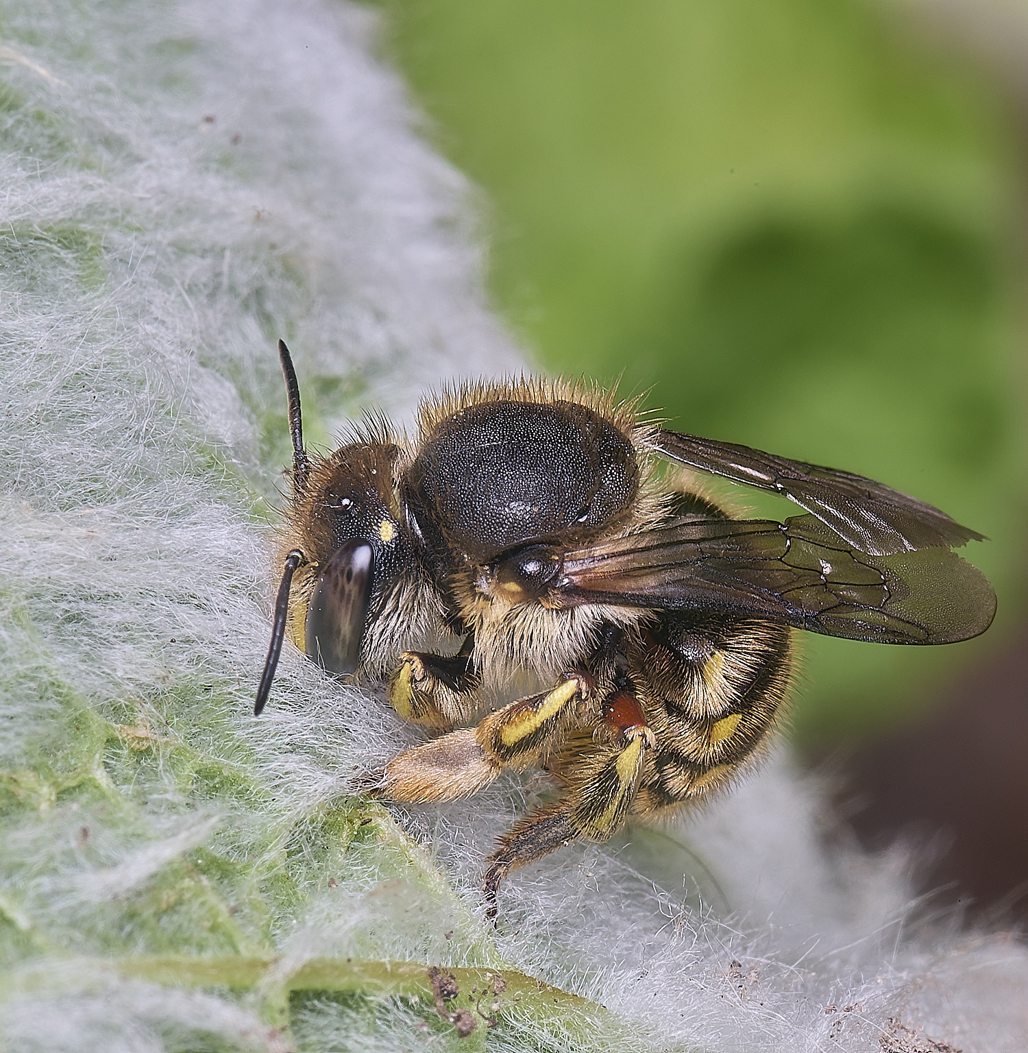 HanworthWoolCarderBee010725-3