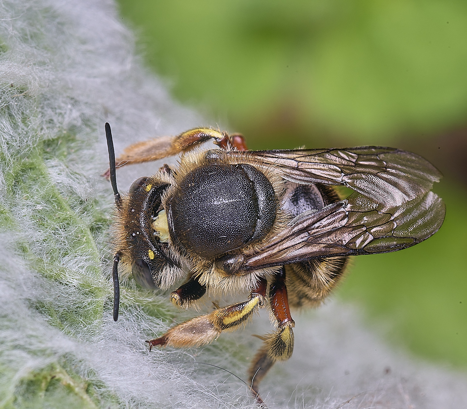 HanworthWoolCarderBee010725-4