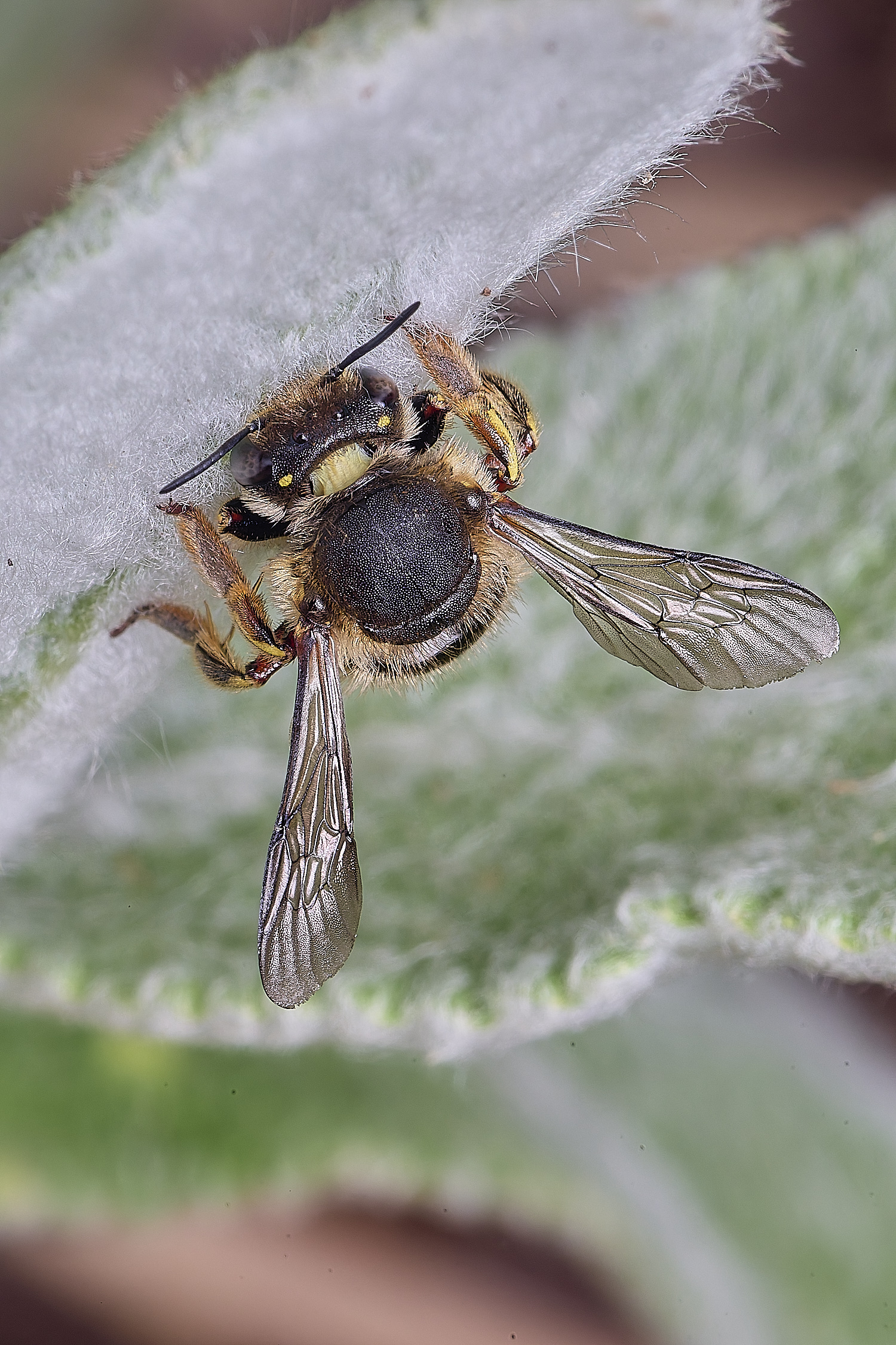 HanworthWoolCarderBee010725-5