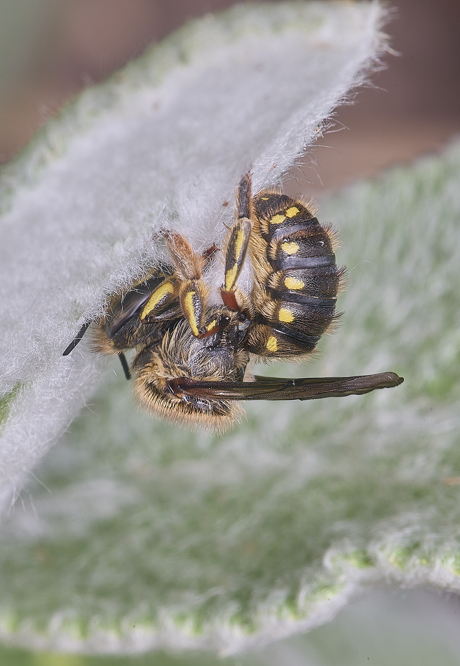 HanworthWoolCarderBee010725-6