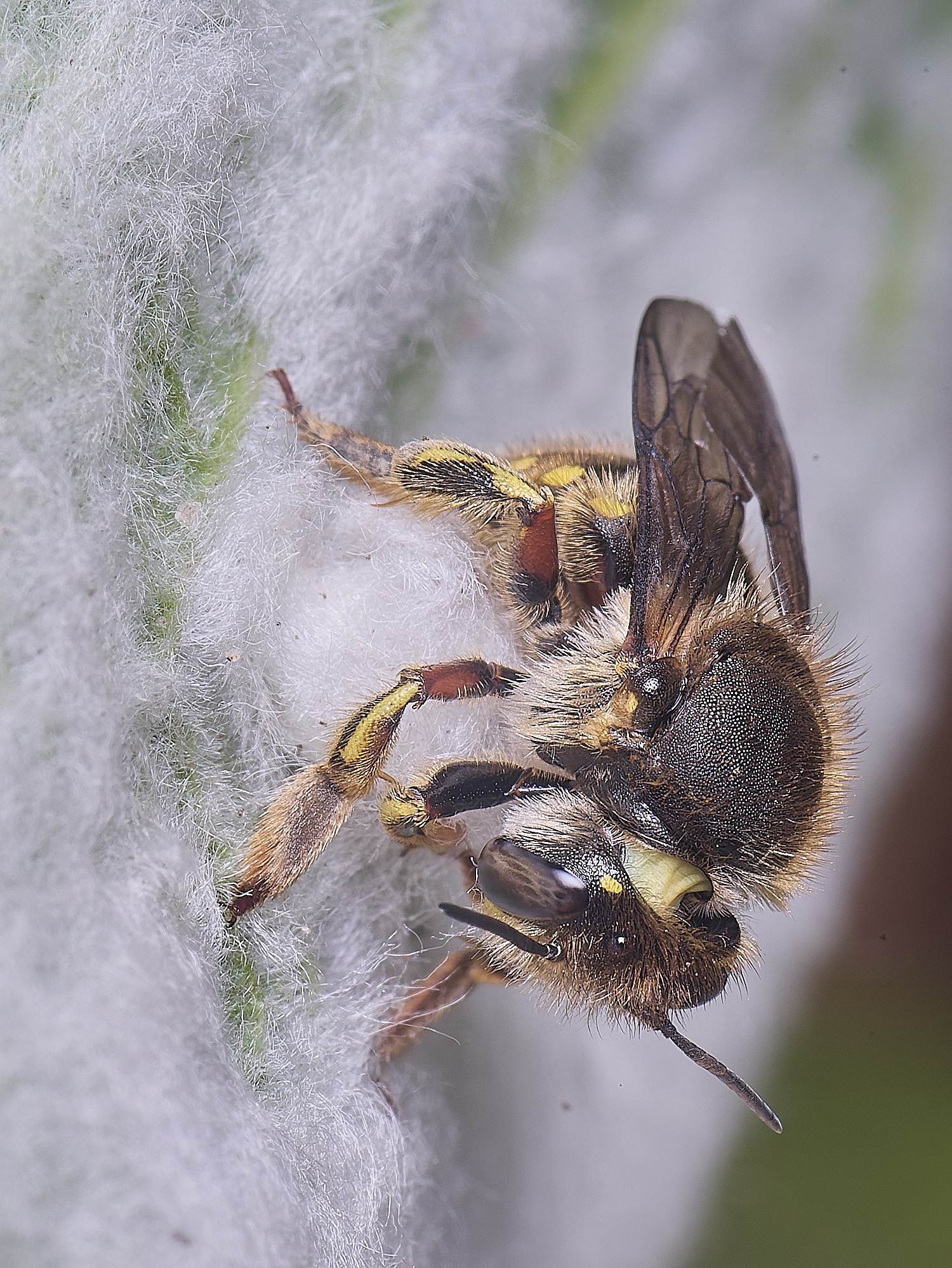 HanworthWoolCarderBee010725-7