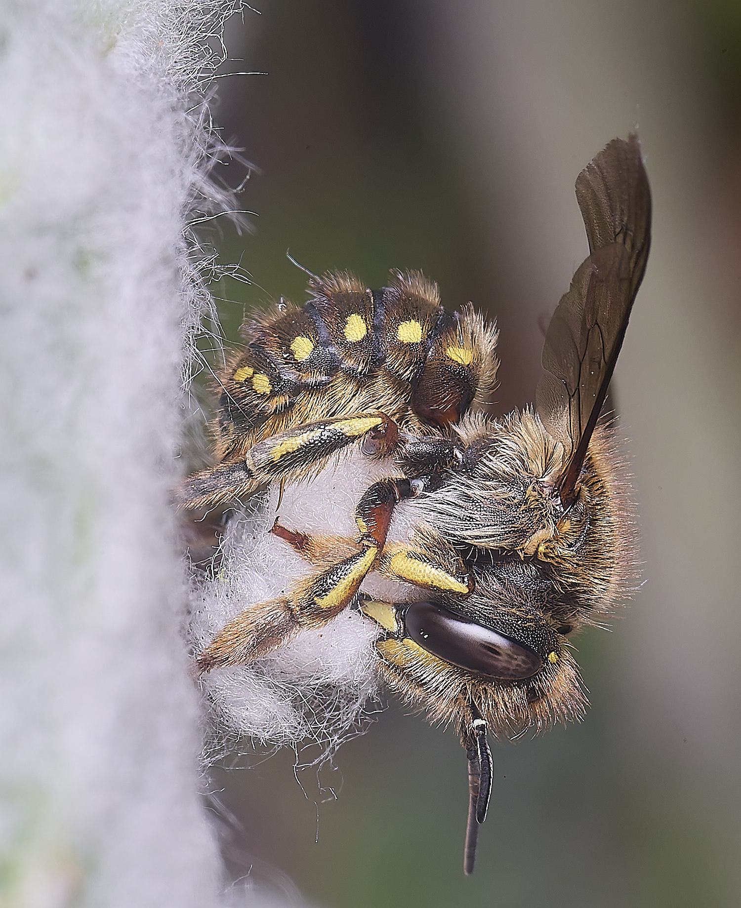 HanworthWoolCarderBee010725-8