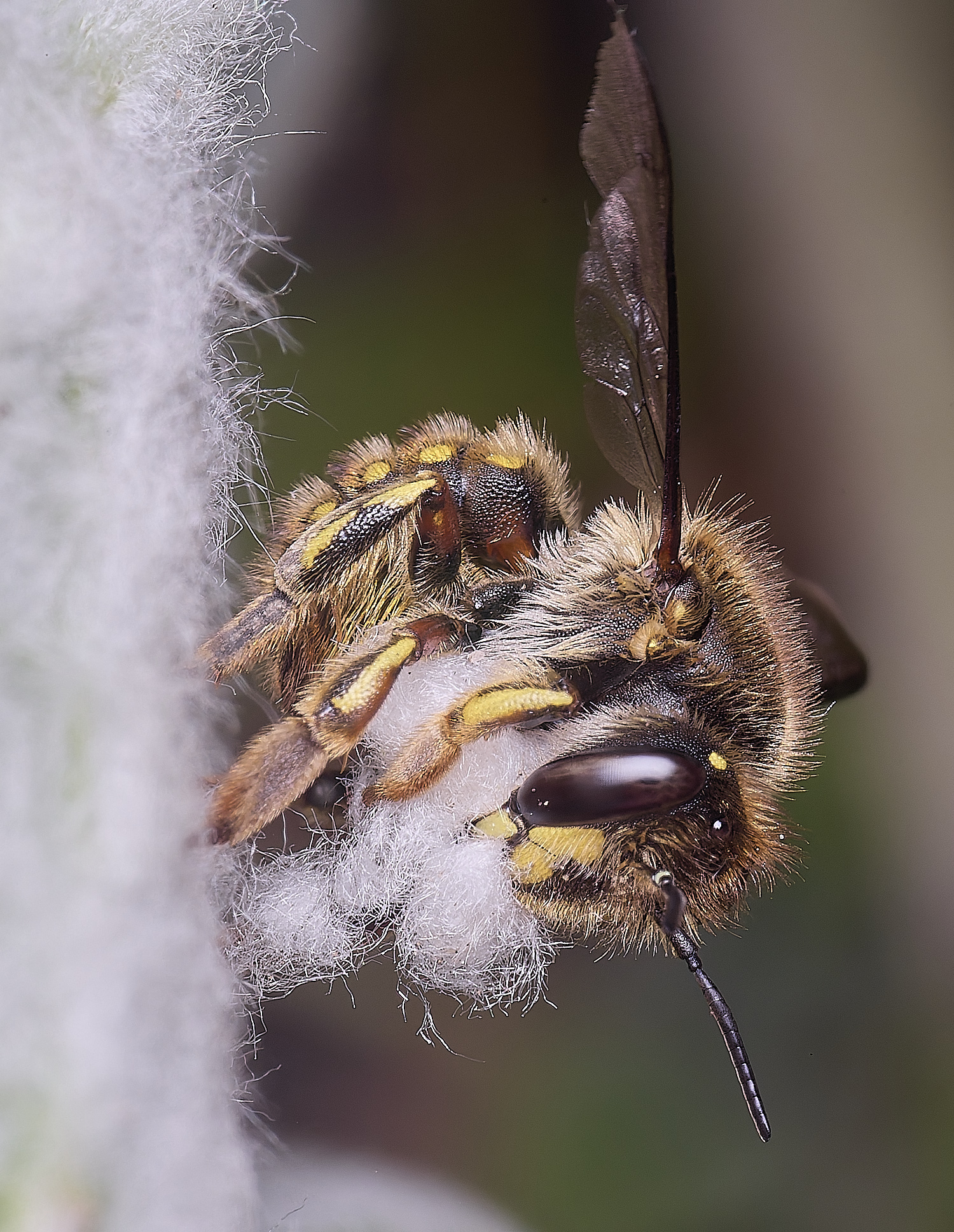 HanworthWoolCarderBee010725-9