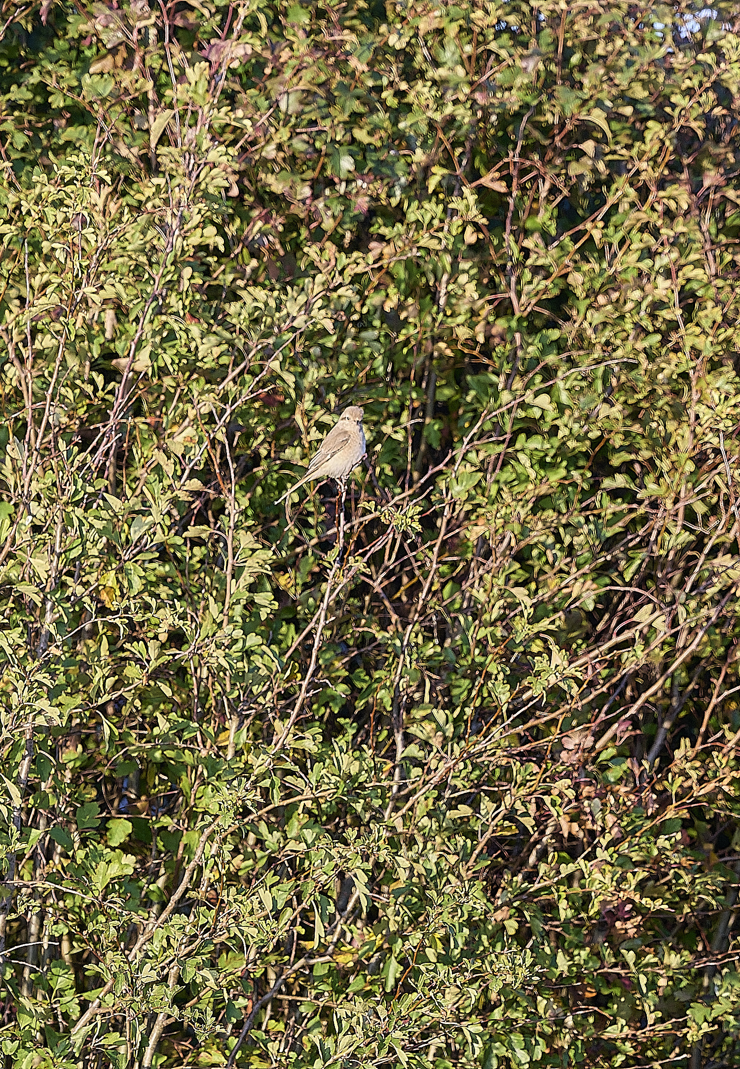HappisburghShrike300925-1