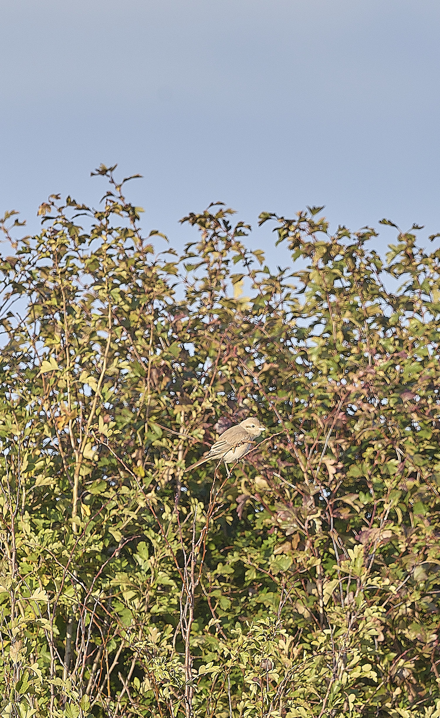 HappisburghShrike300925-2
