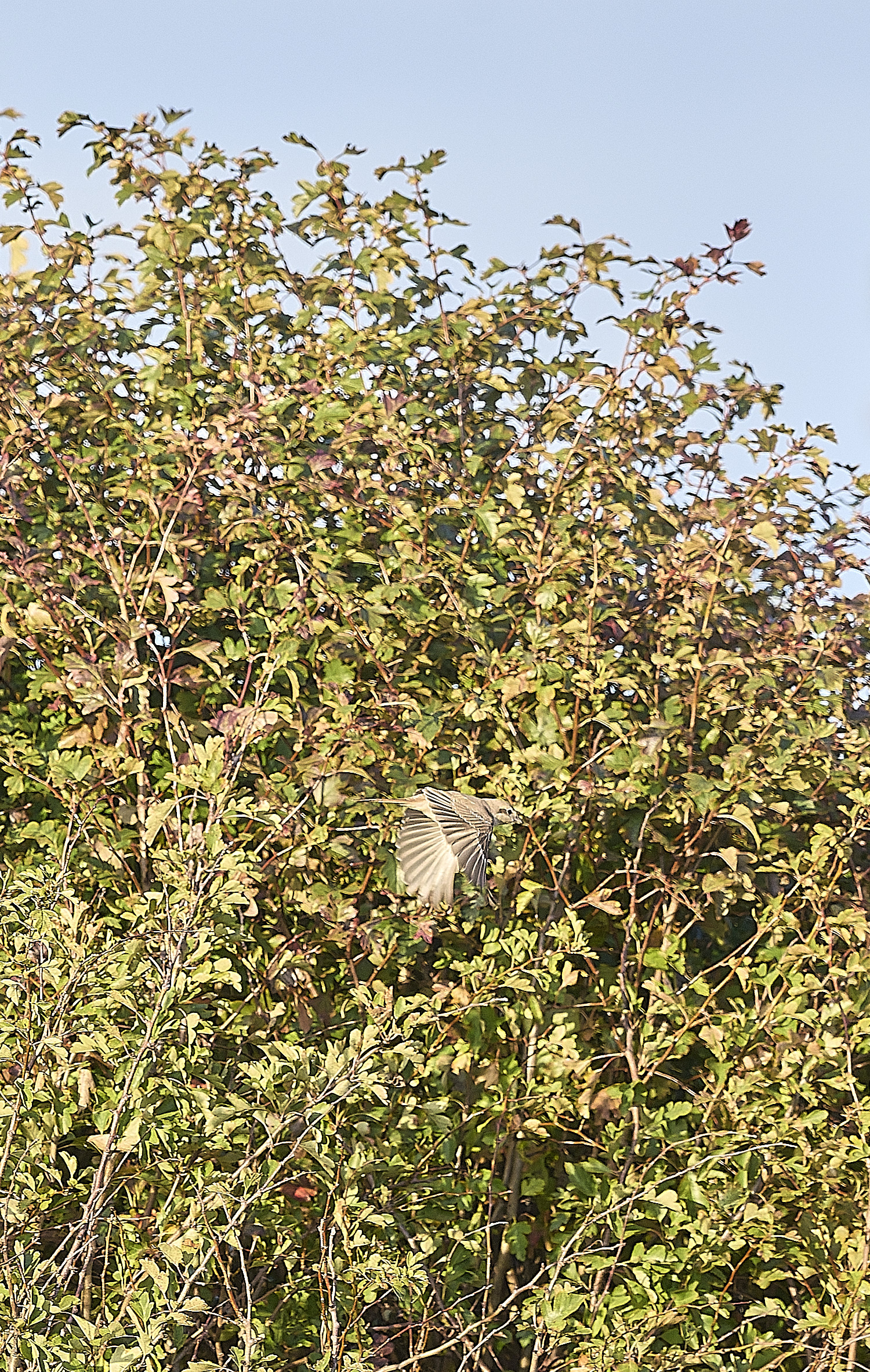 HappisburghShrike300925-3
