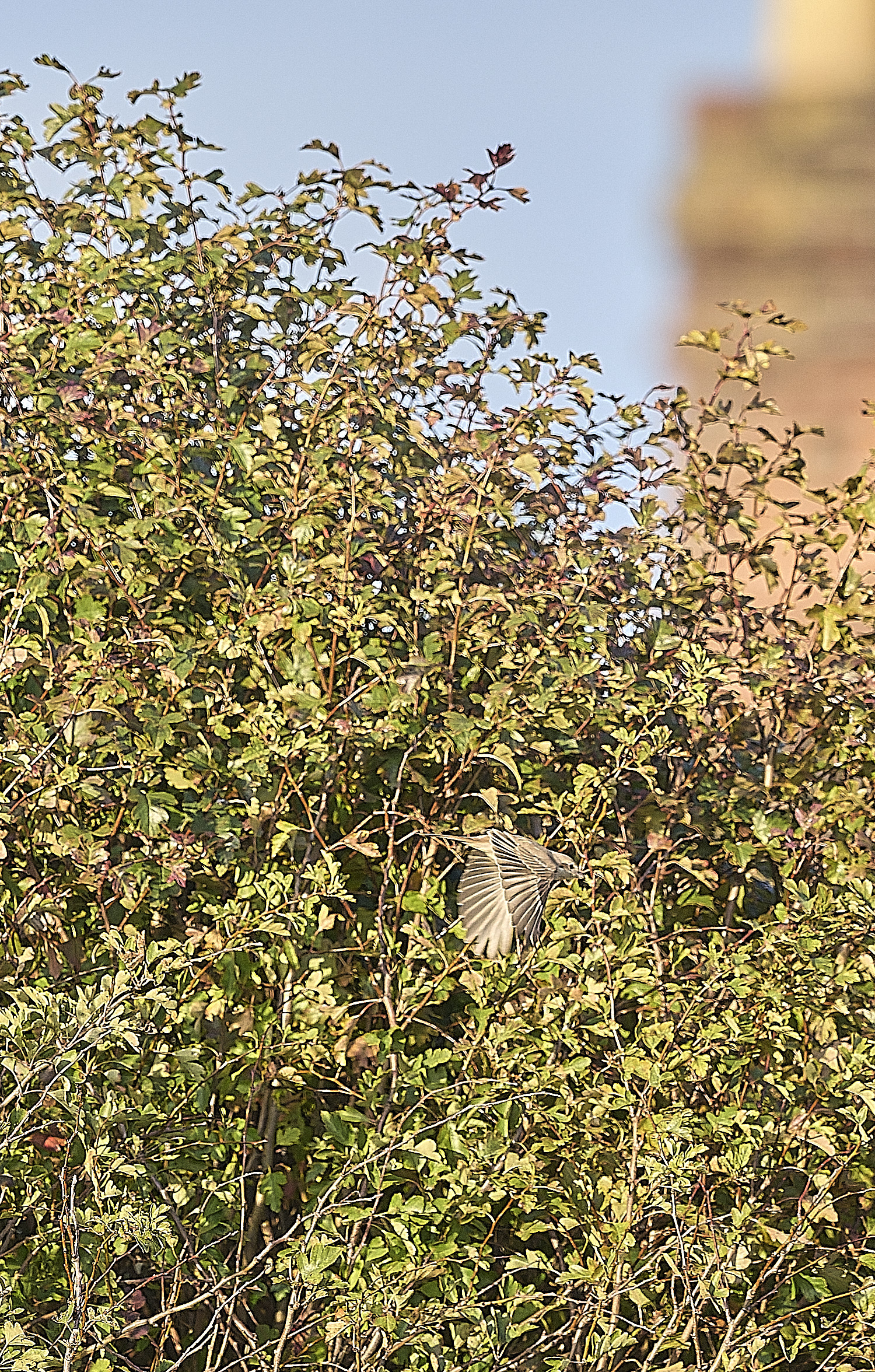 HappisburghShrike300925-4