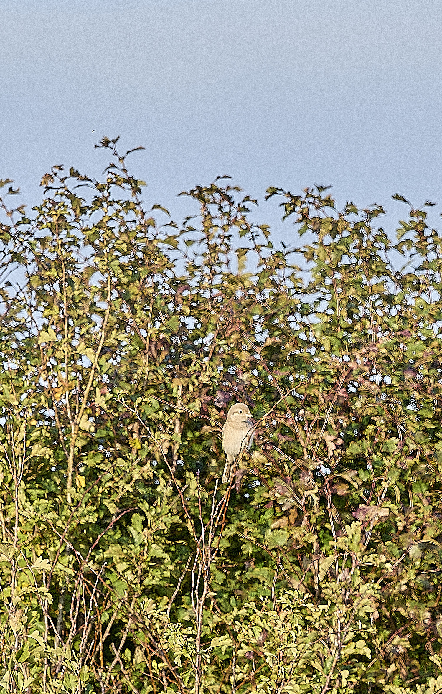 HappisburghShrike300925-5