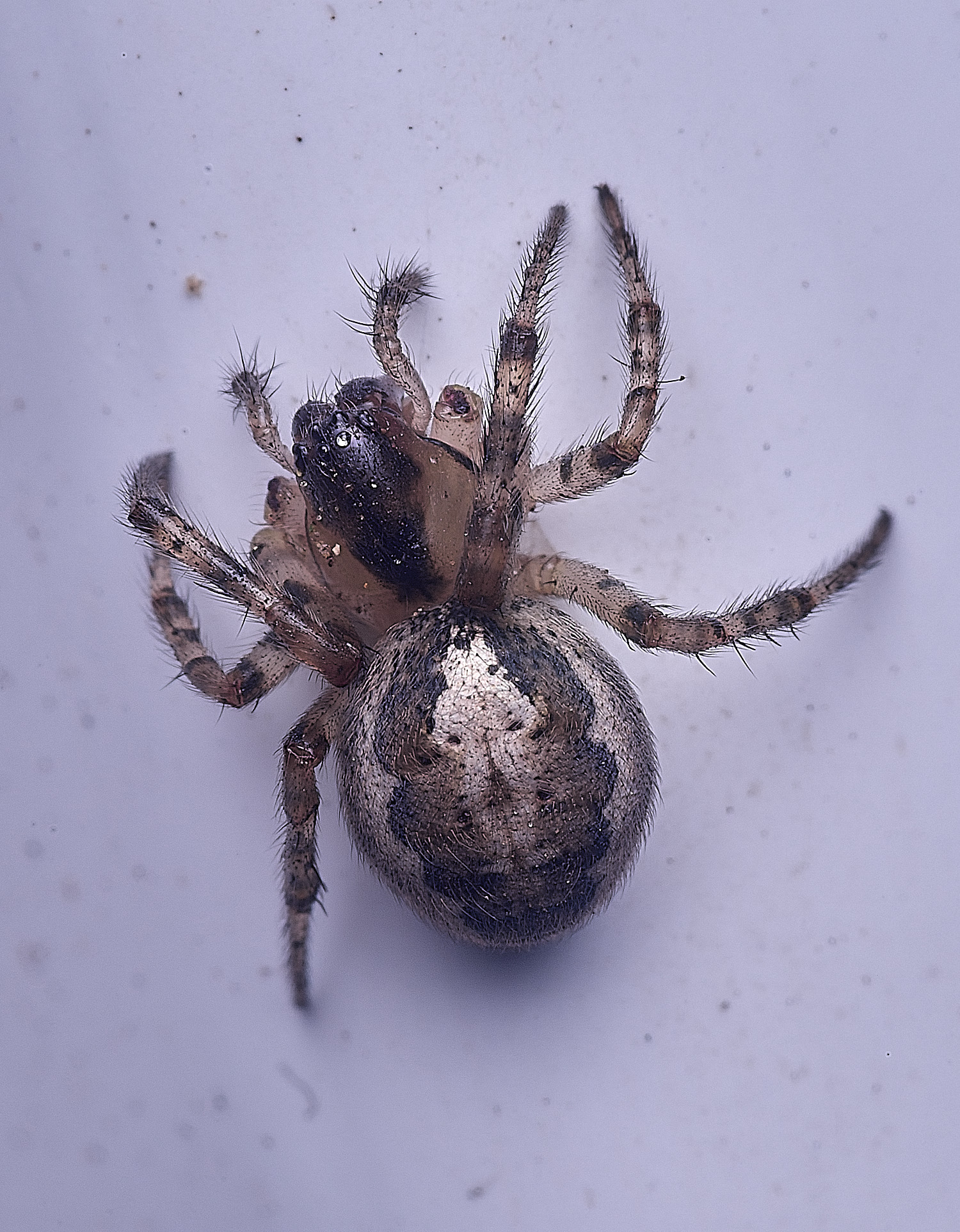 HeachanSpider180925-1