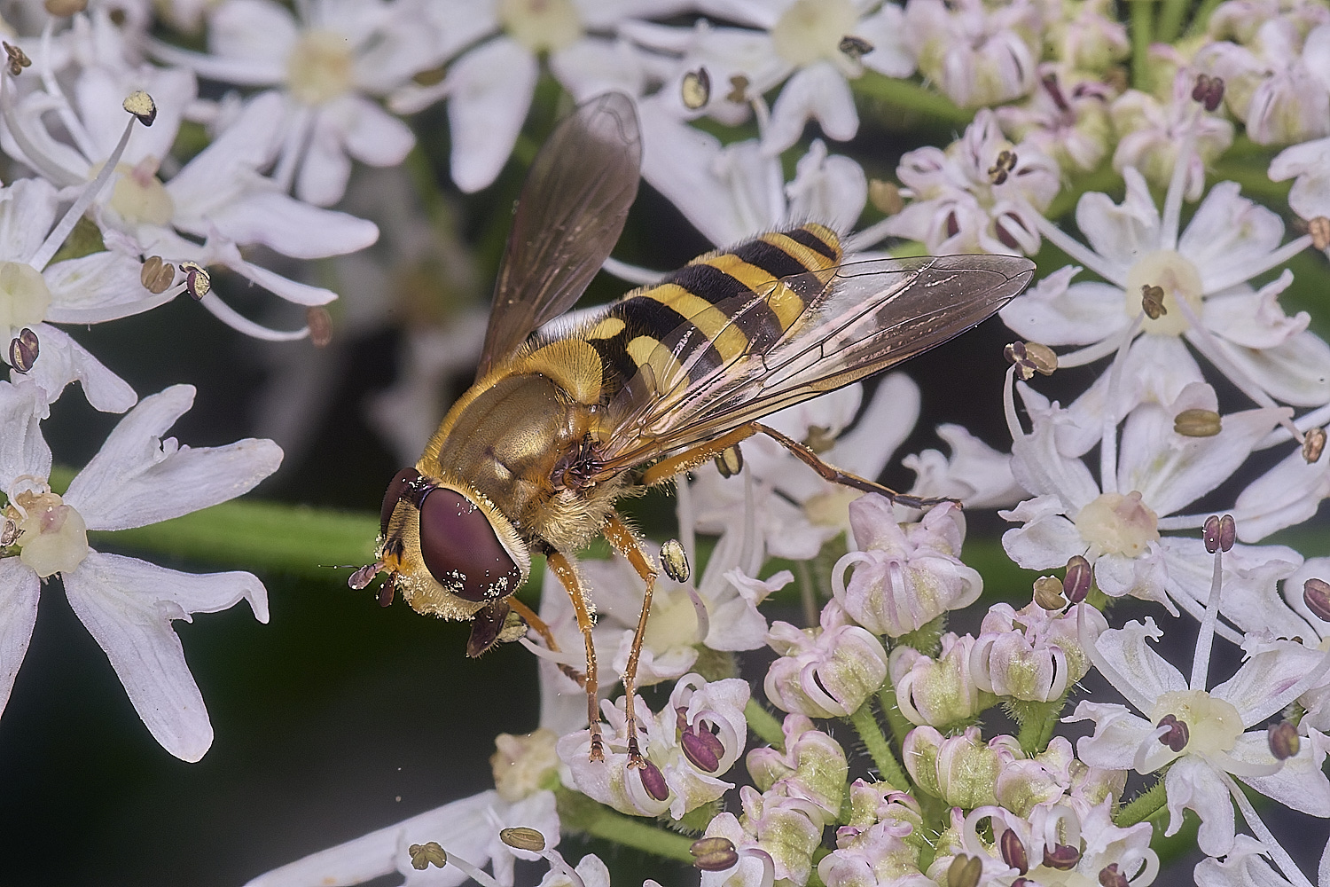 HnaworthSyrphusSp260725-1