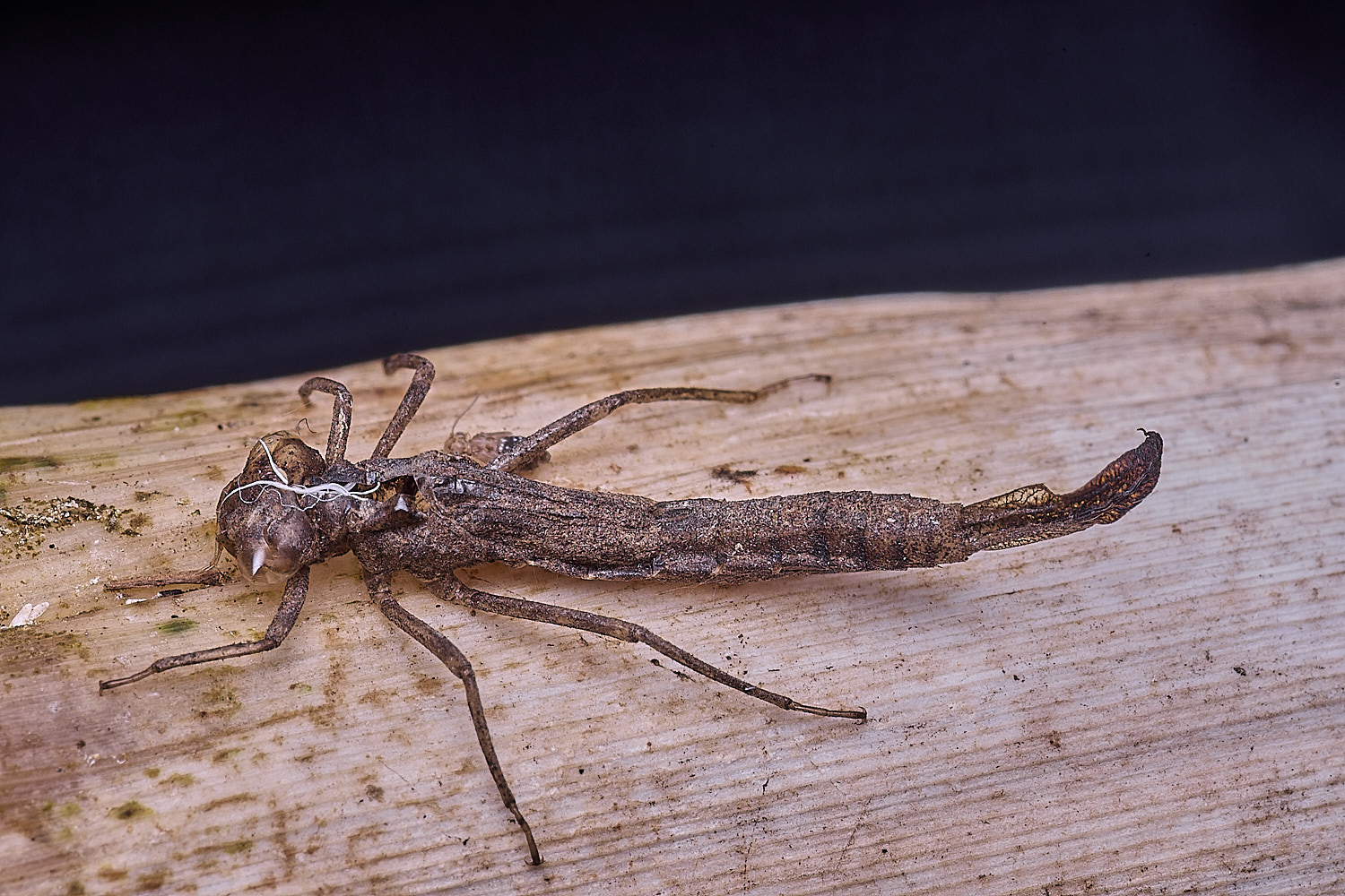 HorseyExuvia310725-1