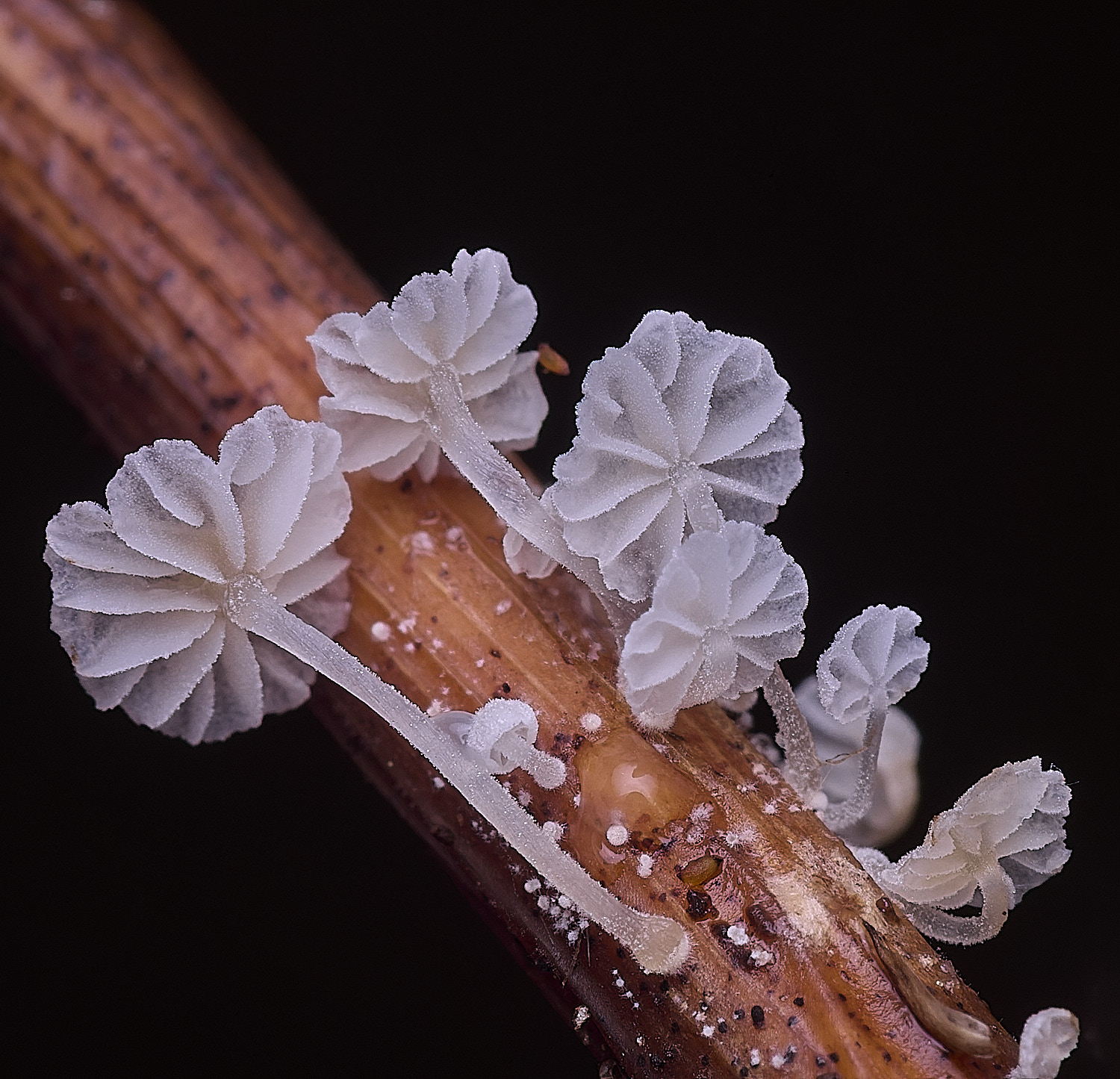 HorseyFungus310725-1