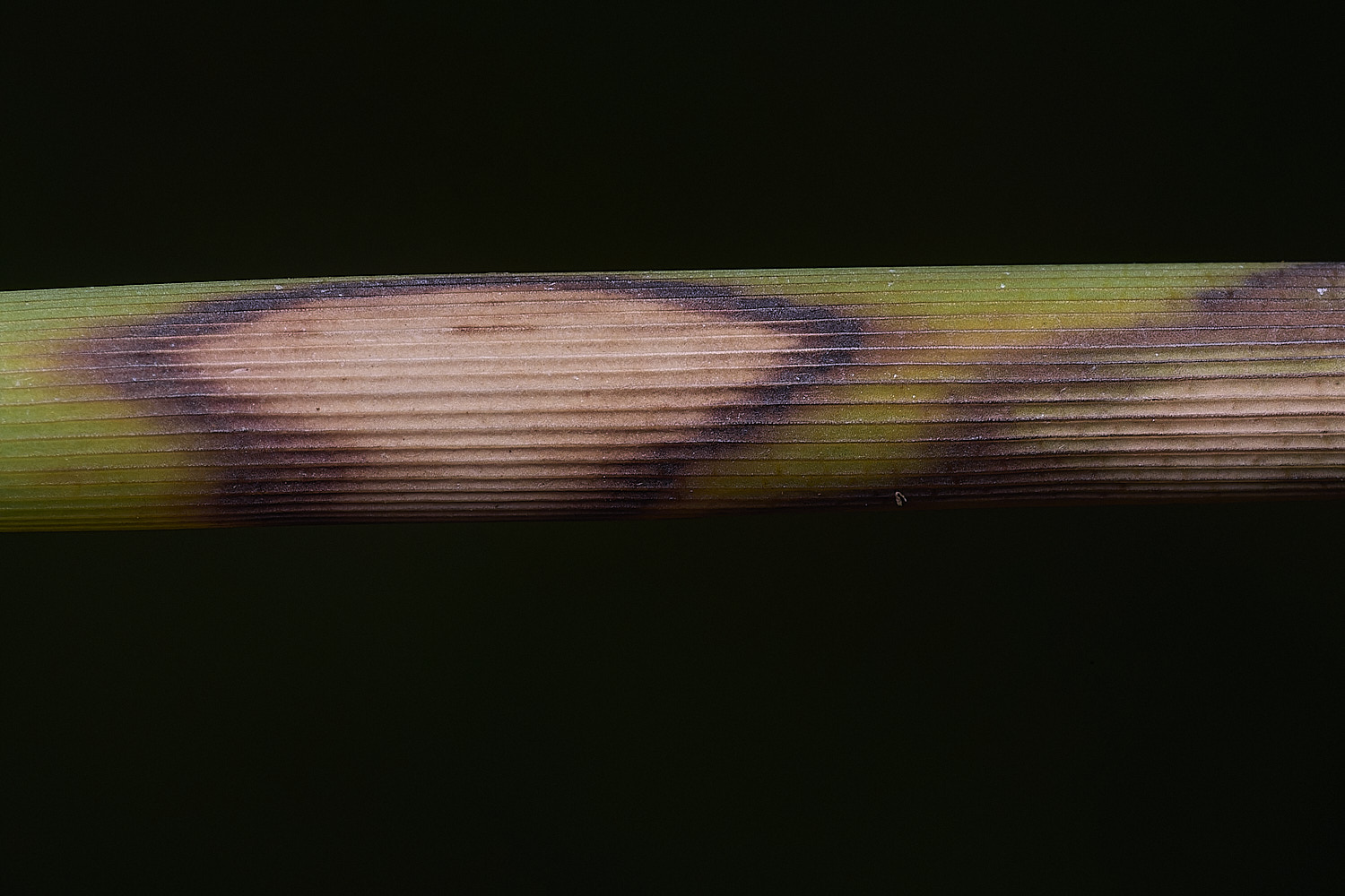 HorseyPhragnites310725-1