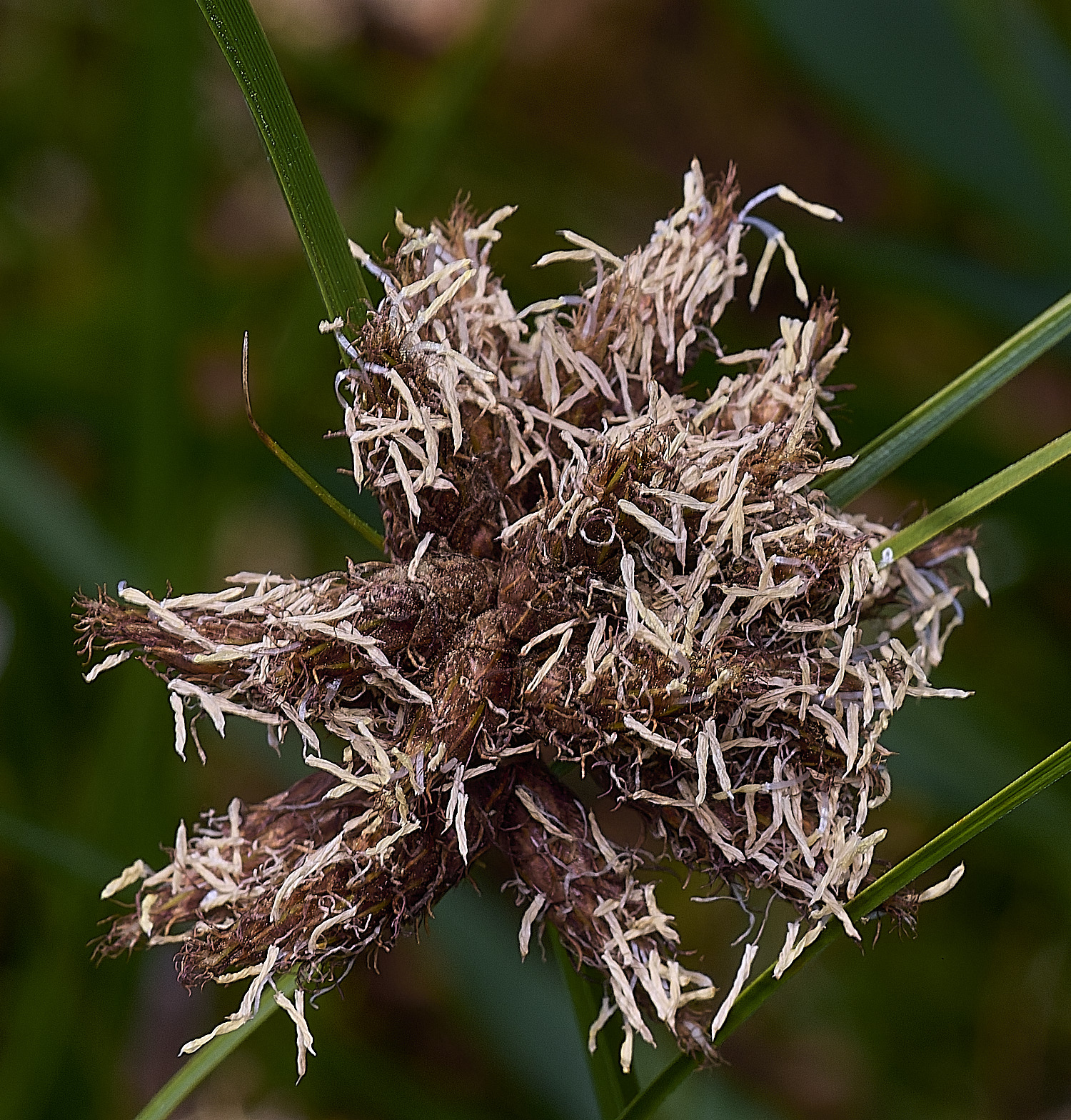 HorseySeaClubRush310725-2