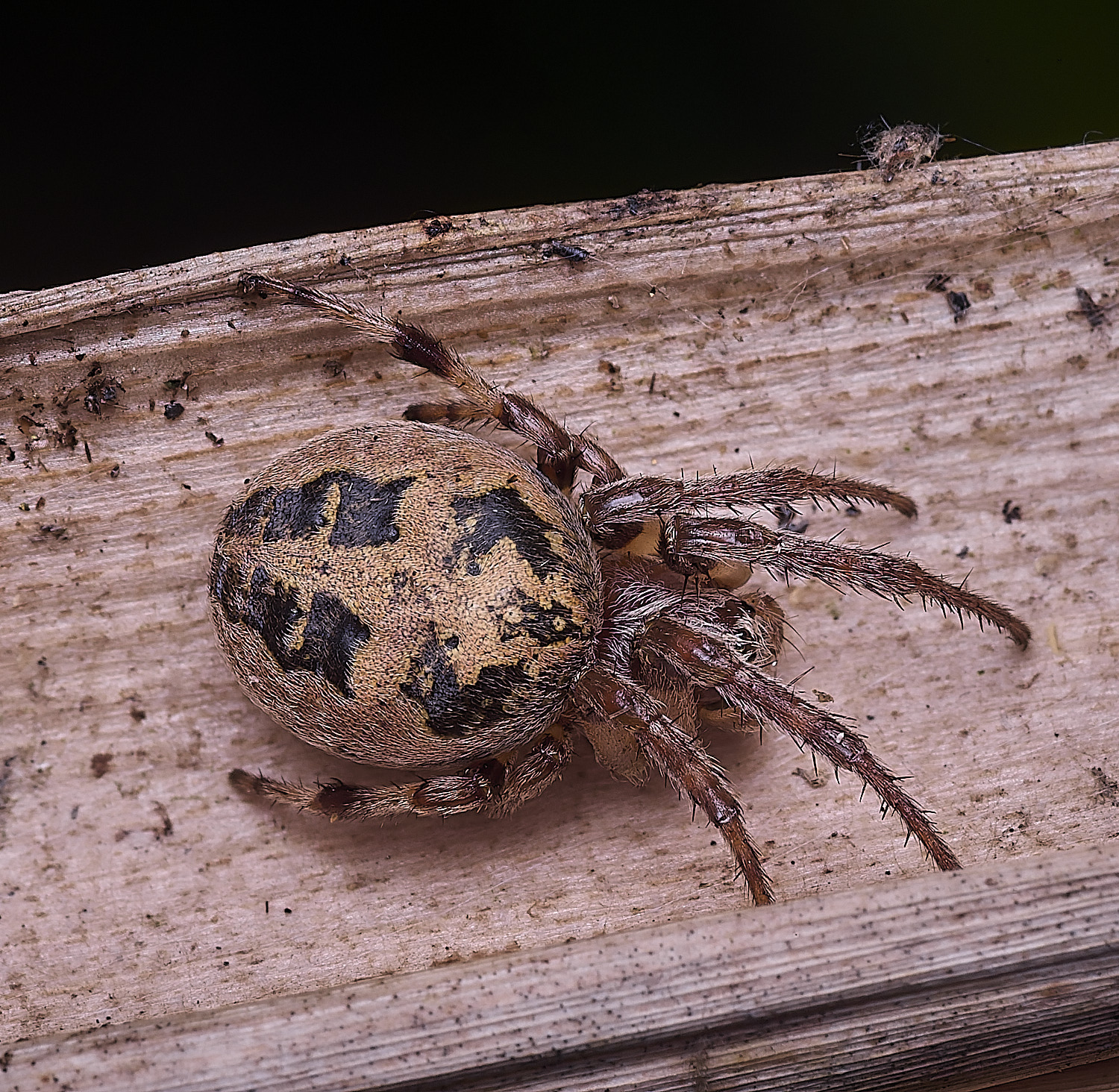 HorseySpider310725-1