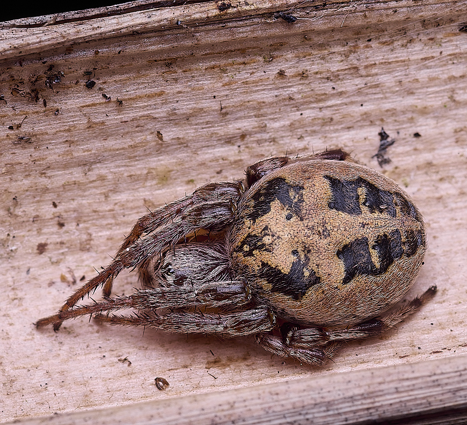 HorseySpider310725-2