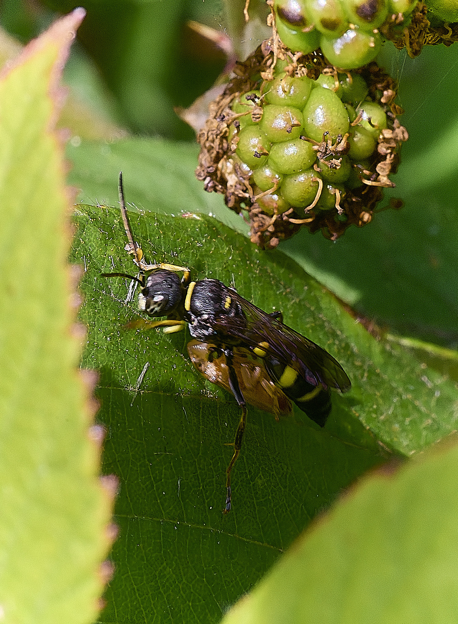 HorseyWasp310725-1